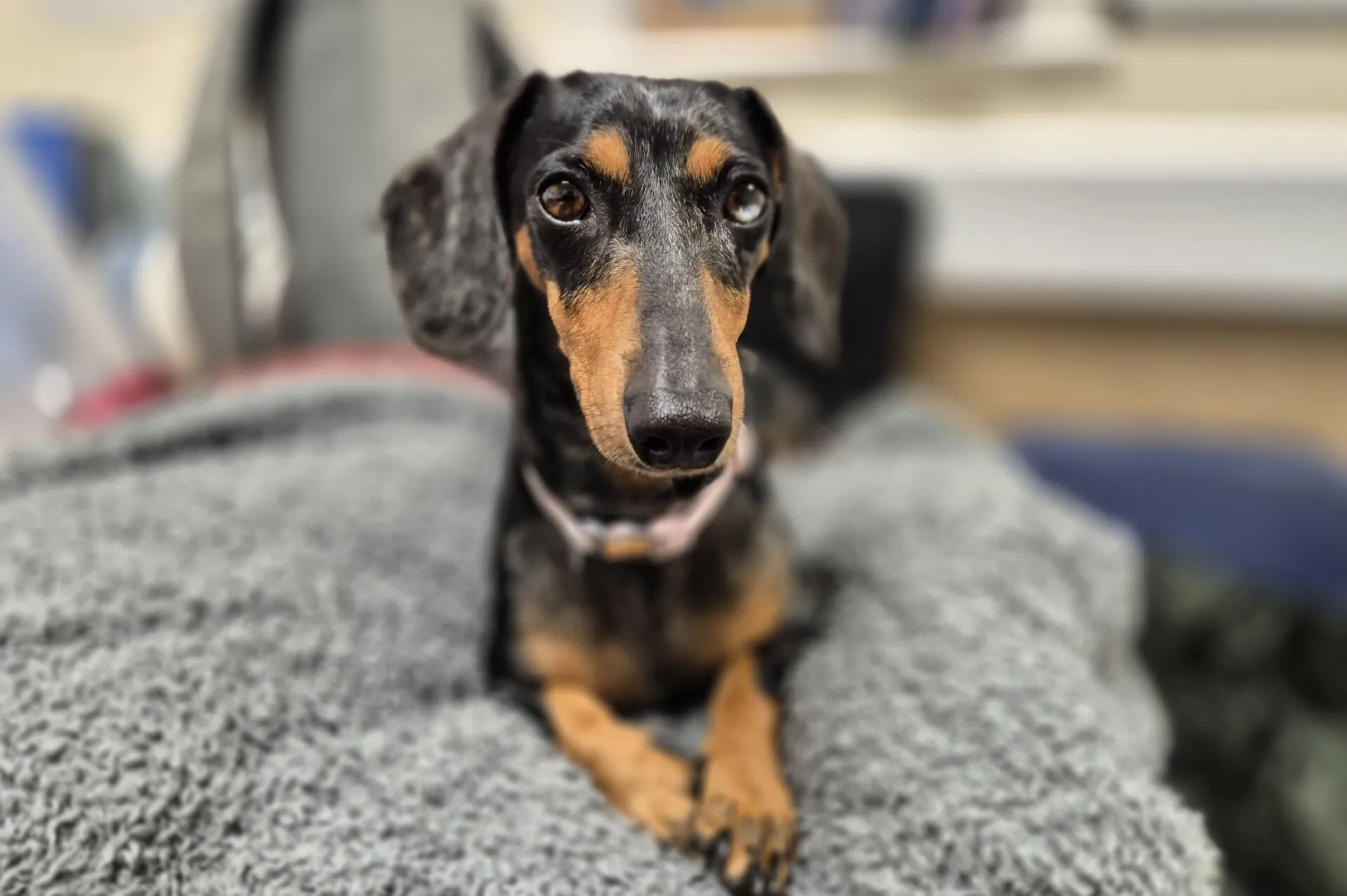 Lola, a small merle dachshund with large, expressive eyes, lies on a soft grey blanket, looking directly at the camera with her front paws crossed. The background is blurred.