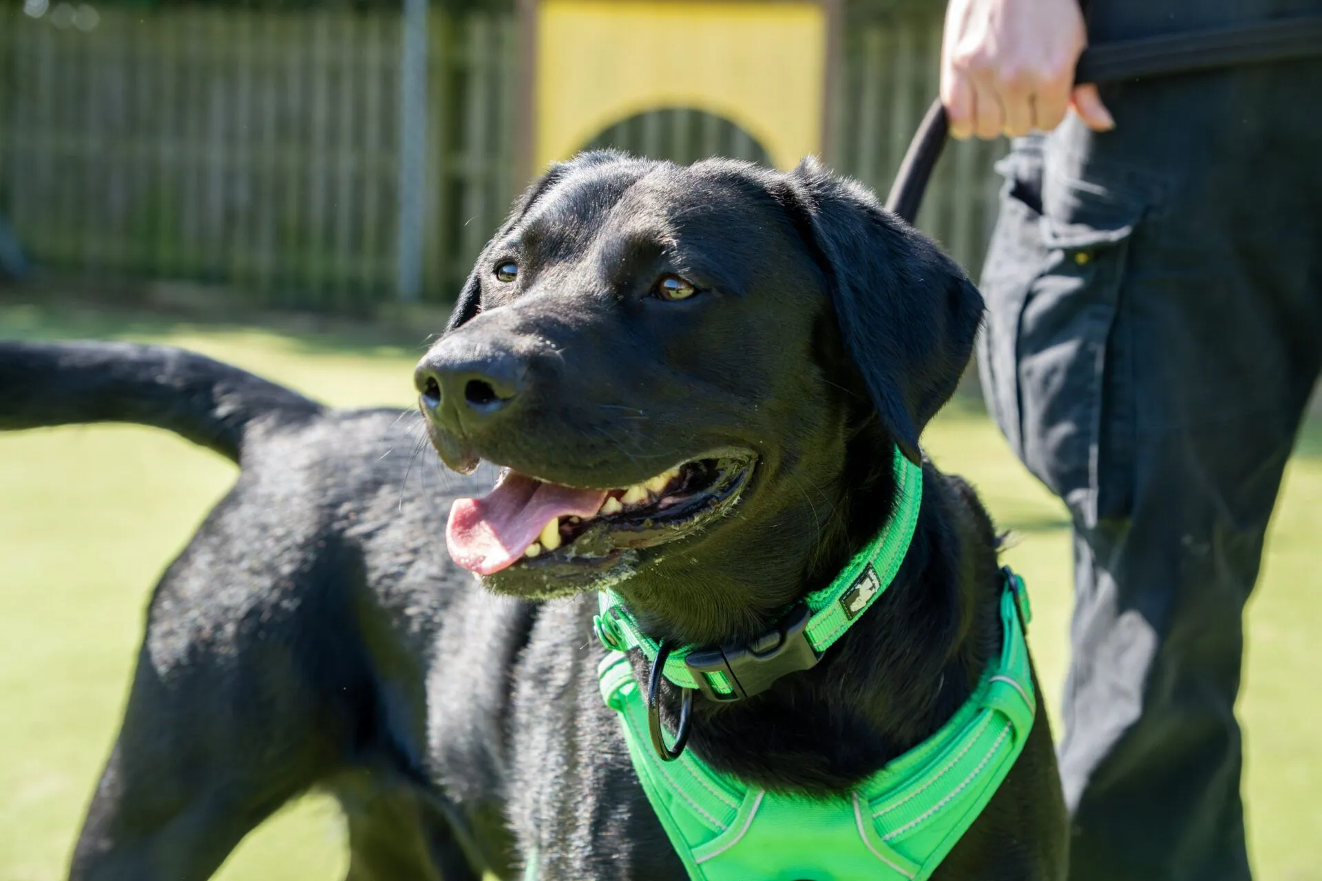 A black Labrador wearing a bright green harness stands outside on grass, panting happily, whilst a person holds its lead.