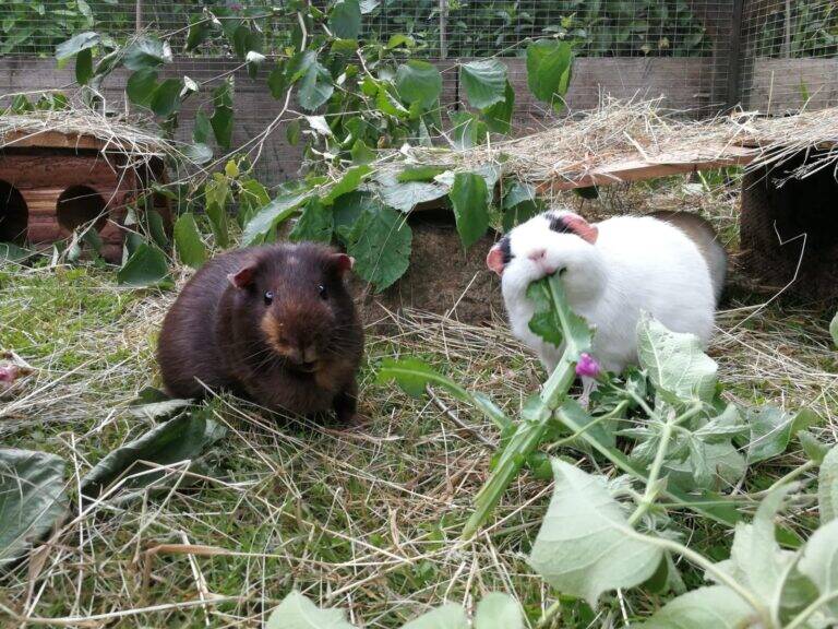 Two guinea pigs sit on grass in an outdoor enclosure at the Guinea Pig Champion Workshop - St Neots. One is dark brown and the other, white with a black ear, munches green leaves among hay, plants, and wooden shelters.