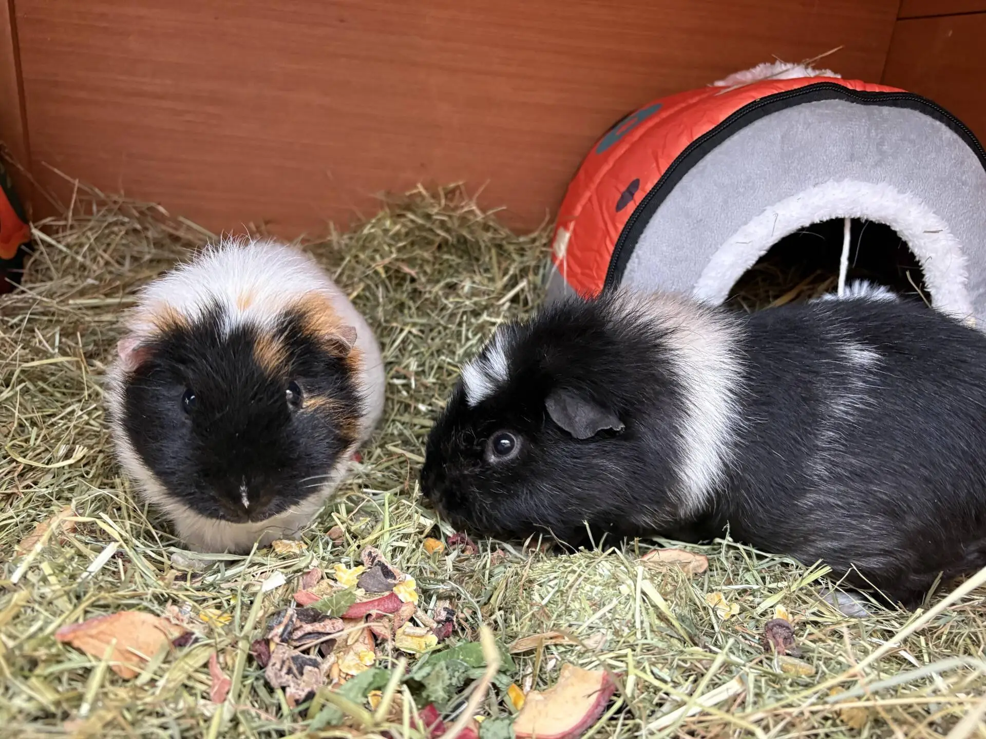 Two guinea pigs sit on hay inside their enclosure, with food scattered on the ground. One guinea pig has a white and brown face; the other is mostly black. A small red and grey hut is in the background.