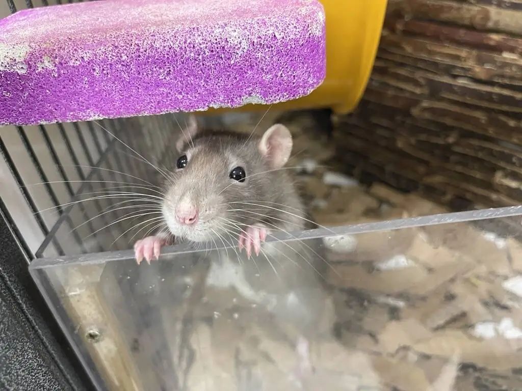 A curious grey rat with white markings stands on its hind legs, gripping the edge of a clear enclosure. A purple shelf and yellow object are visible in the background. The rat gazes up with bright eyes and twitching whiskers.