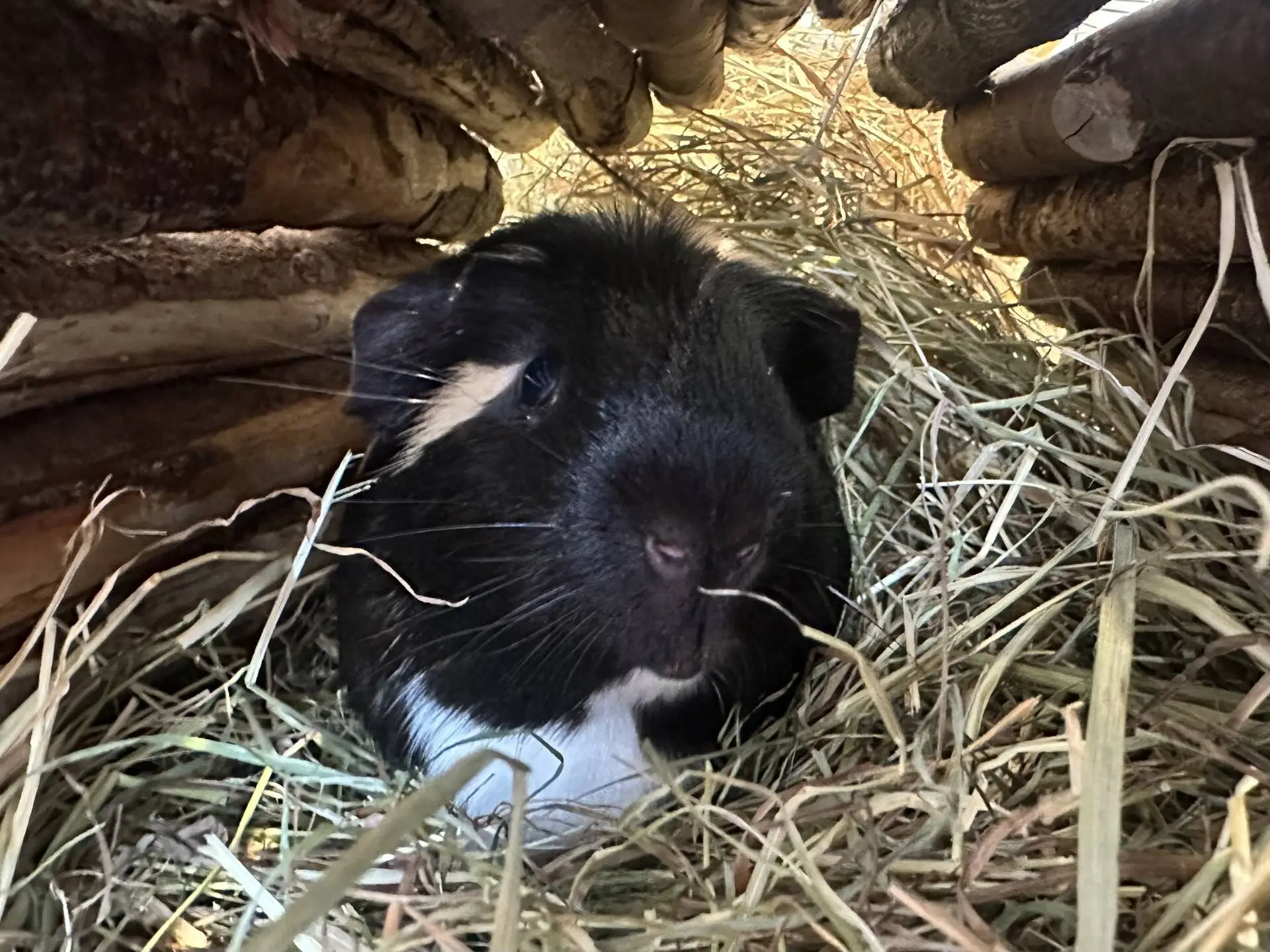 A black and white guinea pig rests on hay under a small wooden shelter, looking directly at the camera. The cosy setting is filled with dried grass and wooden sticks.
