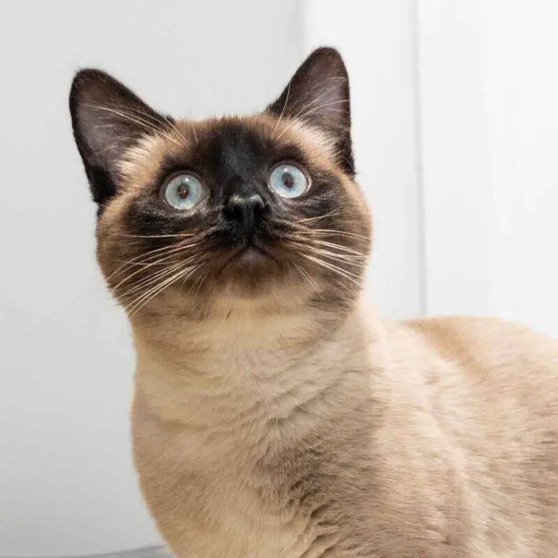 An applehead Siamese cat with blue eyes and dark markings on its face, ears, and nose looks up with a curious expression against a light background.
