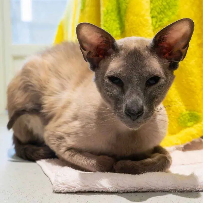 A Wedgehead Siamese cat with short cream fur and dark points is lying on a white towel, looking directly at the camera. A bright green and yellow towel hangs in the background.