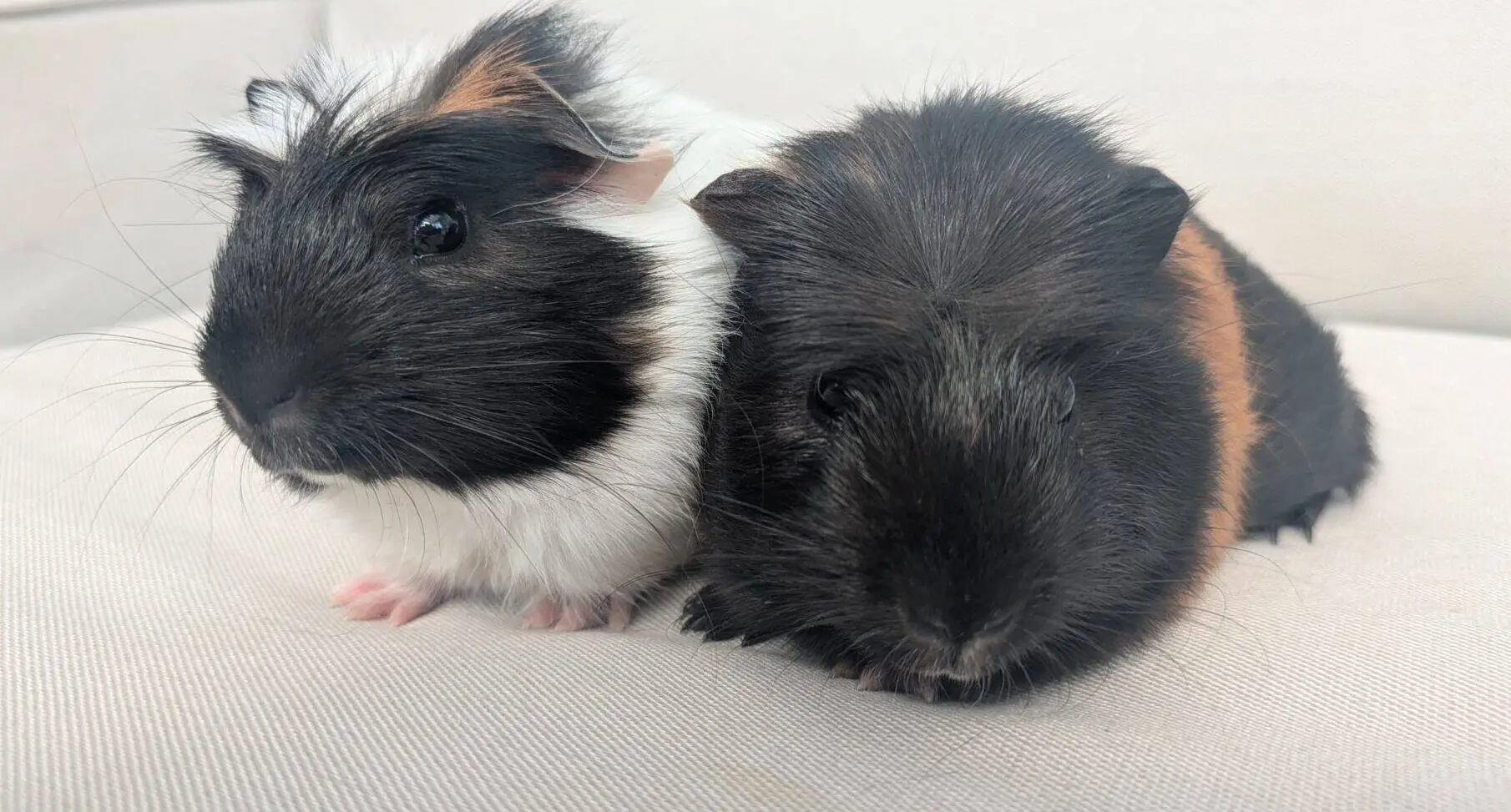 Two guinea pigs sitting close together on a light-coloured cushion. One has black and white fur, and the other has mostly dark fur with some brown patches. Both are facing forward and appear relaxed.