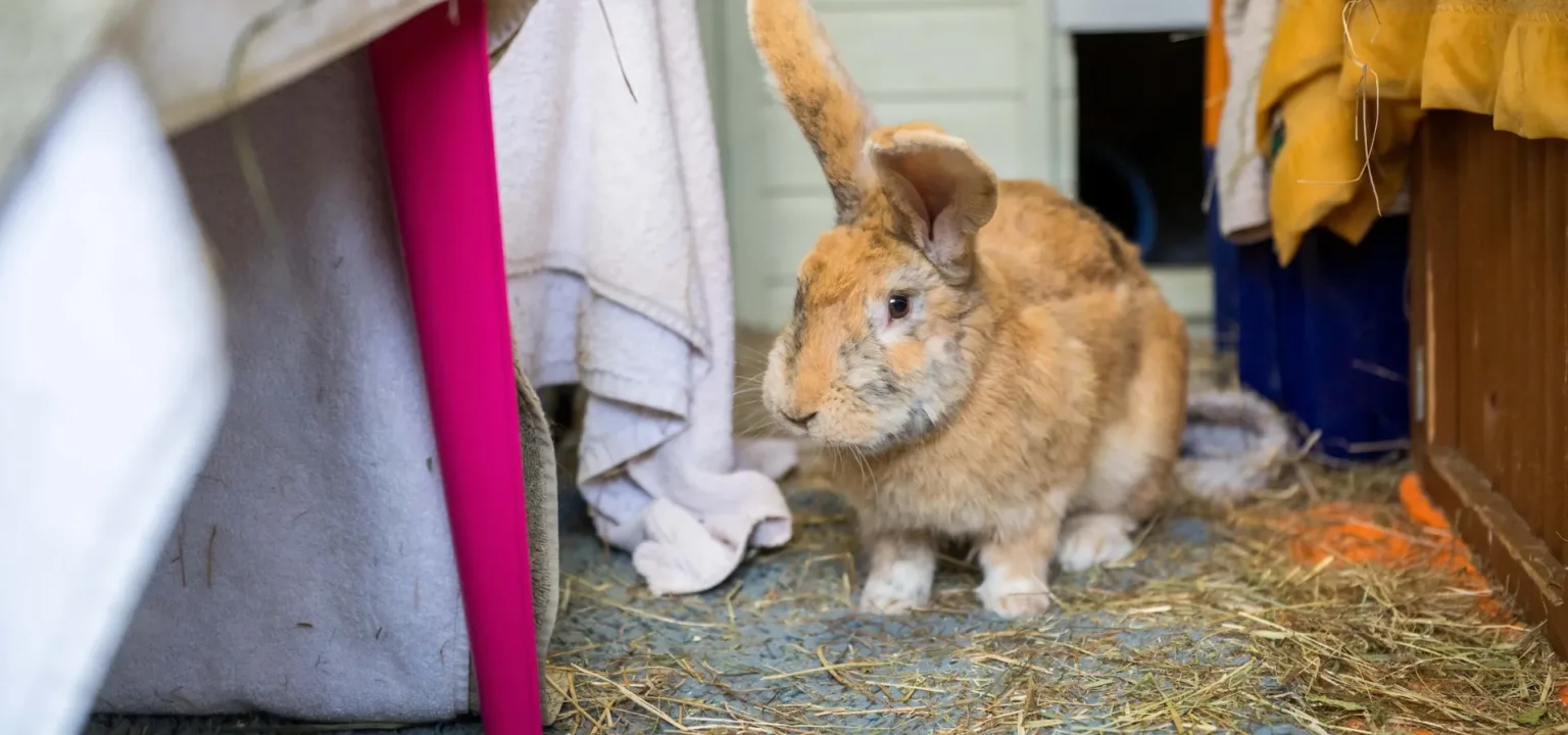 A large brown rabbit with one ear up and one ear down, abandoned at a vet practice, sits on a straw-covered floor indoors, surrounded by furniture and hanging fabric—a gentle reminder that pets matter.