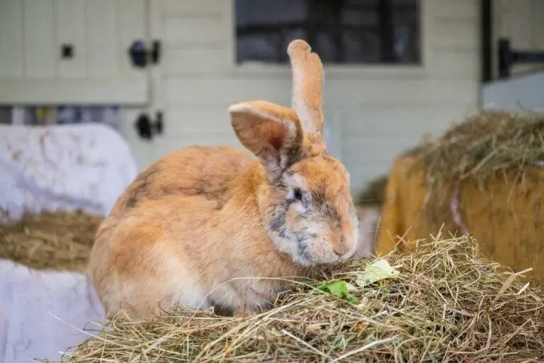A large, brown rabbit—abandoned at a vet practice—sits with one ear upright atop a pile of hay in a barn, nibbling on leafy greens. The background shows a white wooden wall and more bales of hay, highlighting the importance of compassion and care for every animal because Pets Matter.