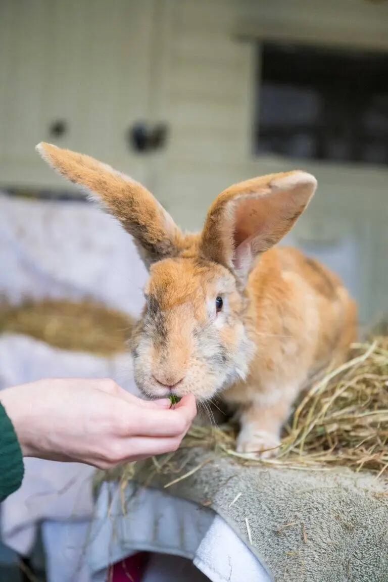 A person’s hand feeds a large, light brown rabbit with tall ears. Abandoned at a vet practice, the rabbit now sits on a pile of hay indoors, looking directly at the camera—proof that every animal’s story matters to Pets Matter.