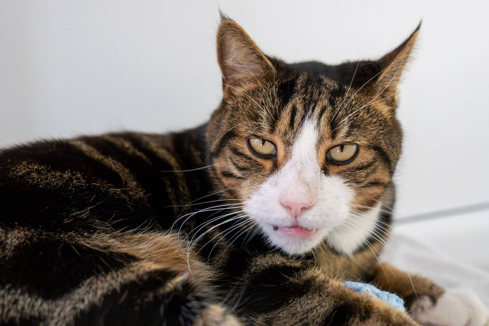 A brown and black tabby cat with white markings lounges on a bed, looking directly at the camera with its mouth slightly open and its ears pricked up.