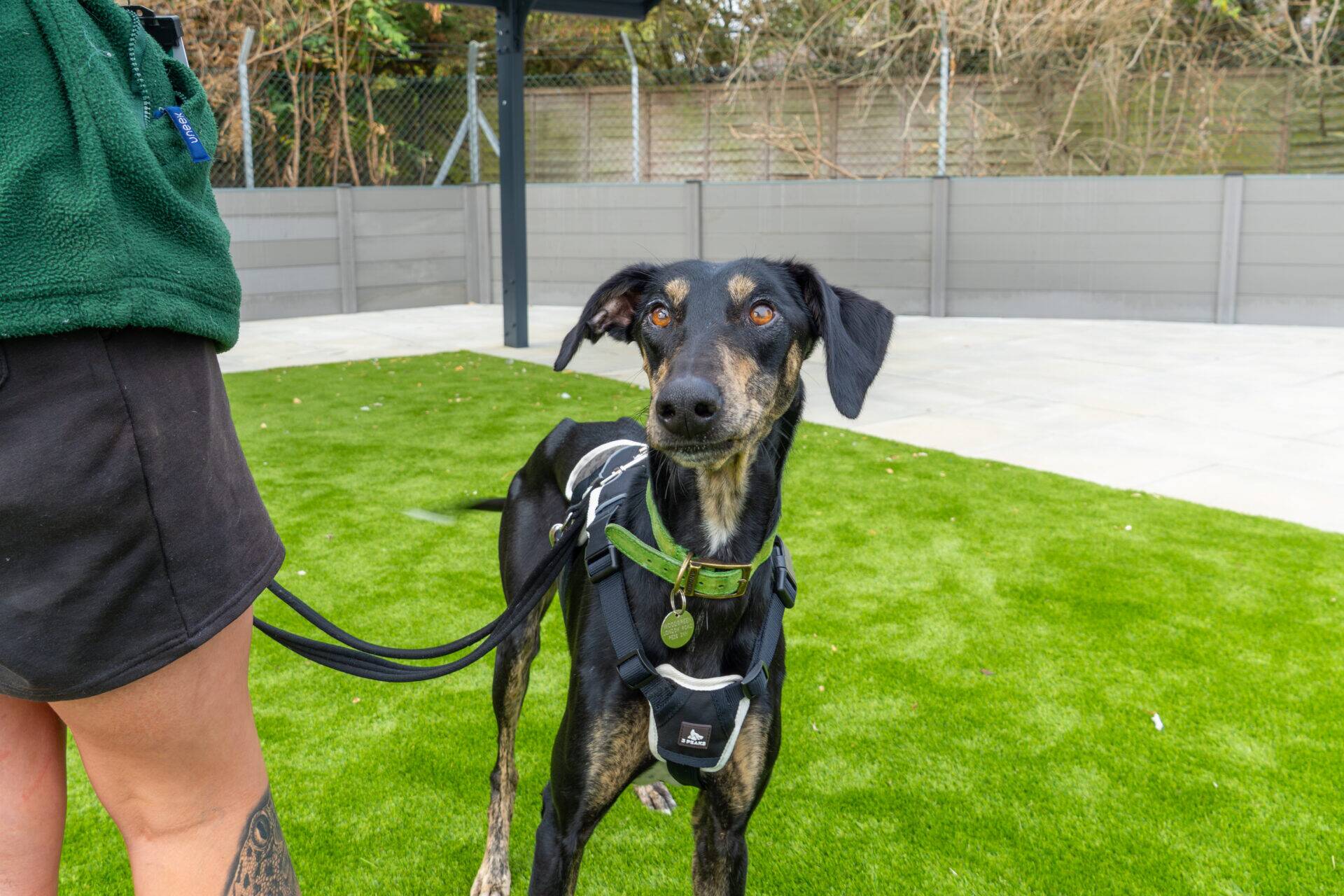 A black and brown dog on a lead stands on green artificial grass, looking at the camera. The person holding the lead is partially visible on the left. A grey fence and trees are in the background.