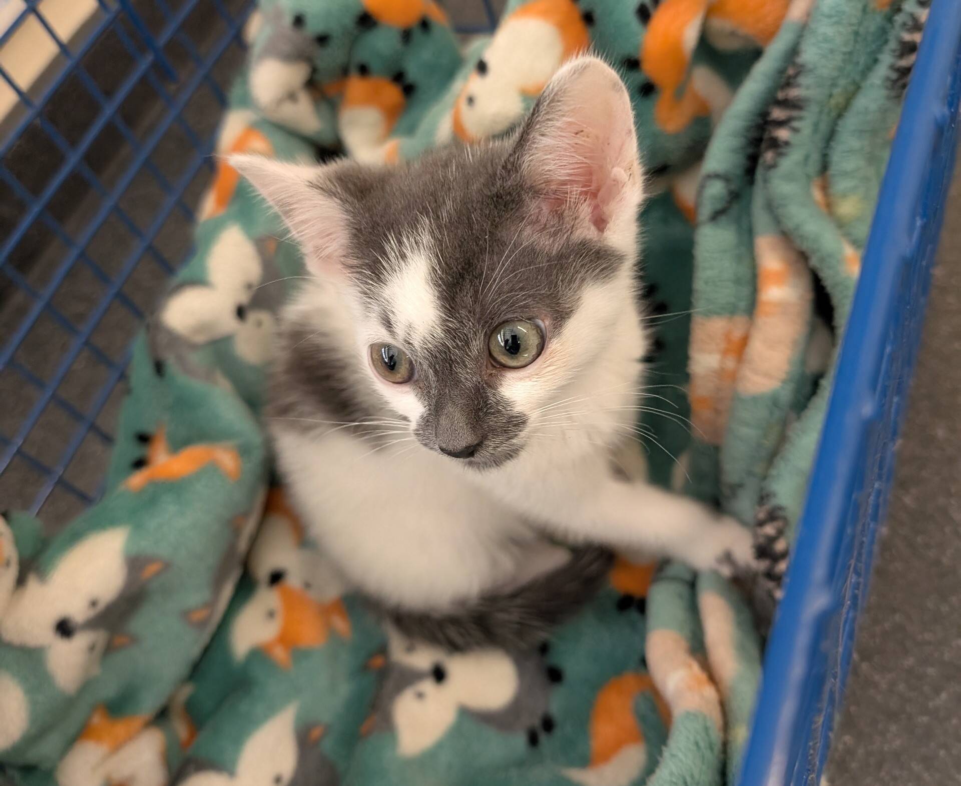 A small grey and white kitten sits on a green blanket with fox patterns inside a blue wire basket, looking up with wide eyes.