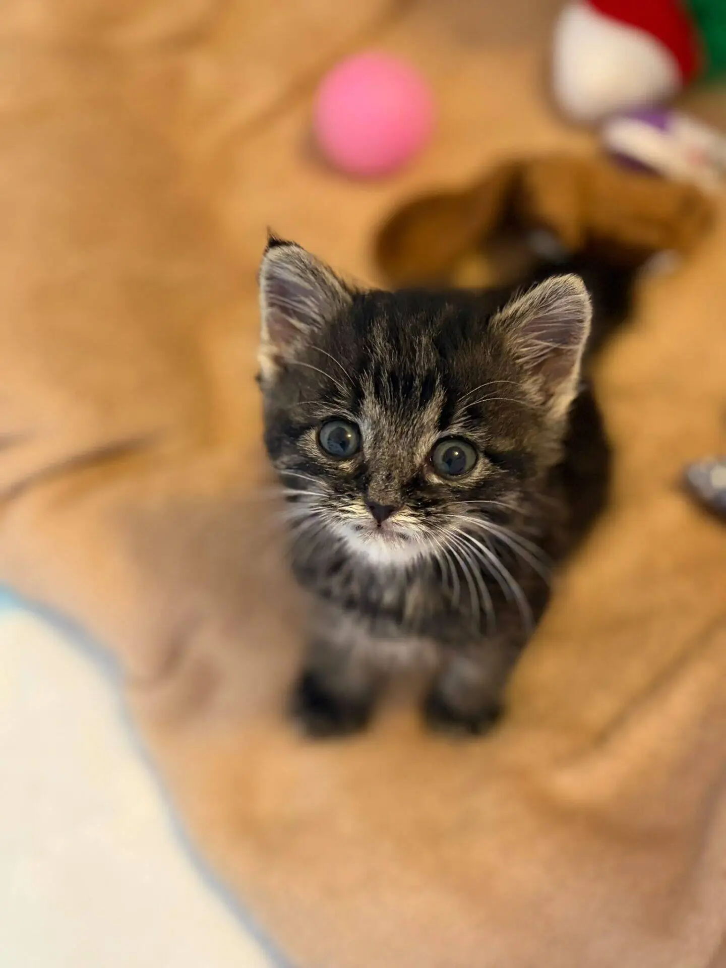 A small tabby kitten with big eyes sits on a tan blanket, looking up. There are colourful toys, including a pink ball, blurred in the background.