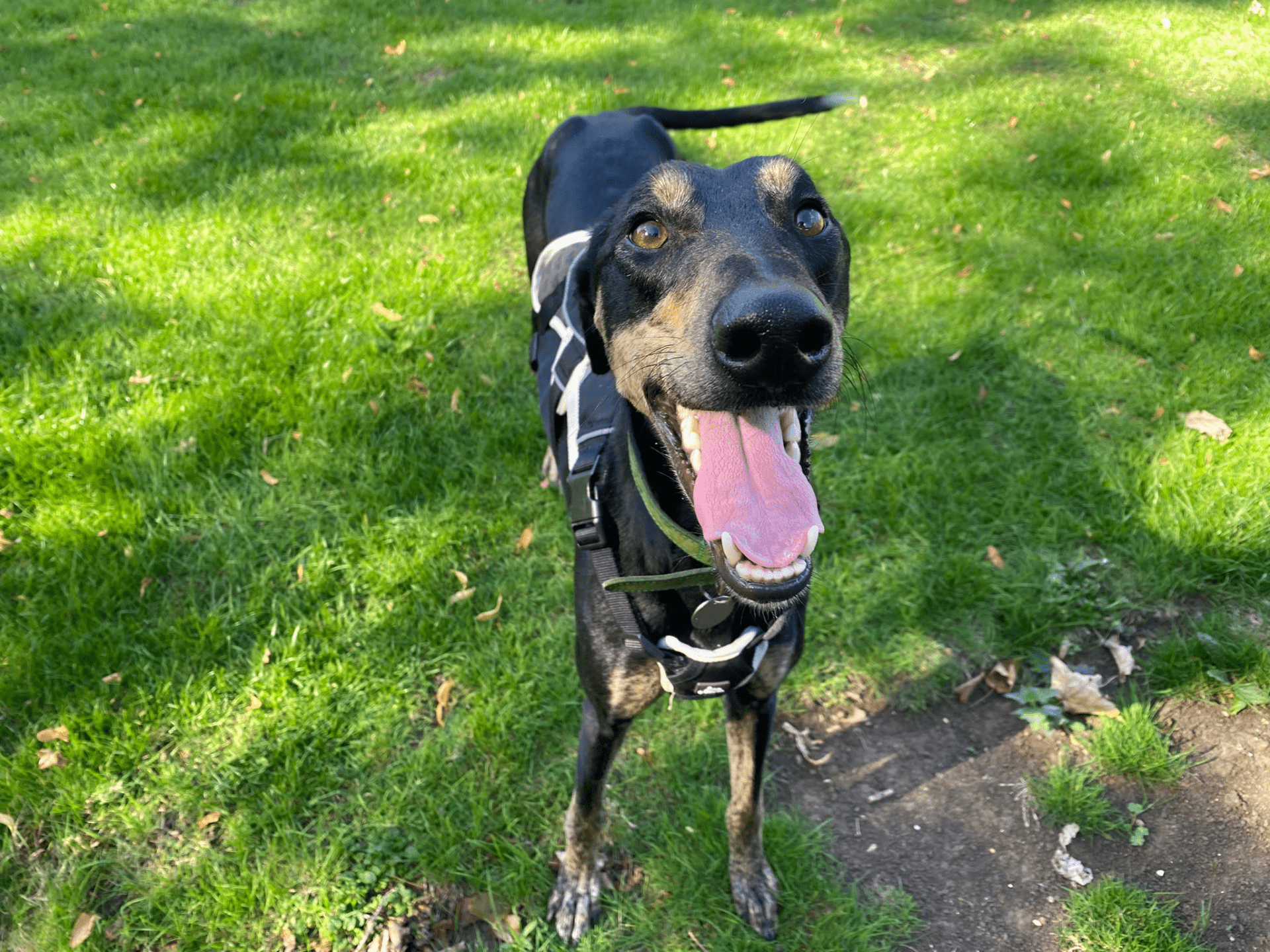 A happy black dog with tan markings and a harness stands on green grass, looking up with its mouth open and tongue out on a sunny day—it’s none other than Dr Doof the Lurcher enjoying his time outdoors.