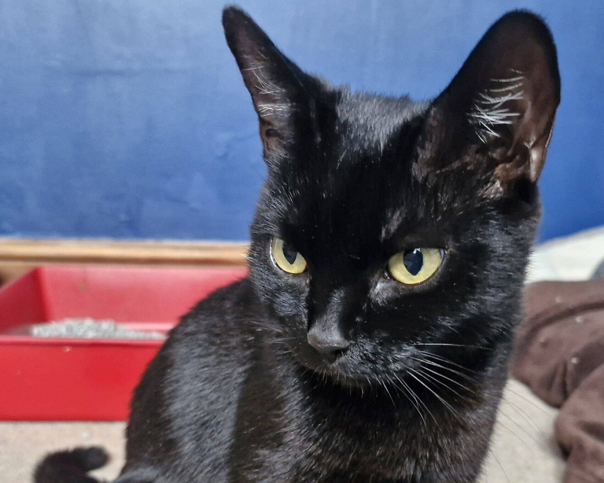 A black cat with yellow eyes sits near a red litter tray, looking slightly to the side. The background features a blue wall and a brown blanket.