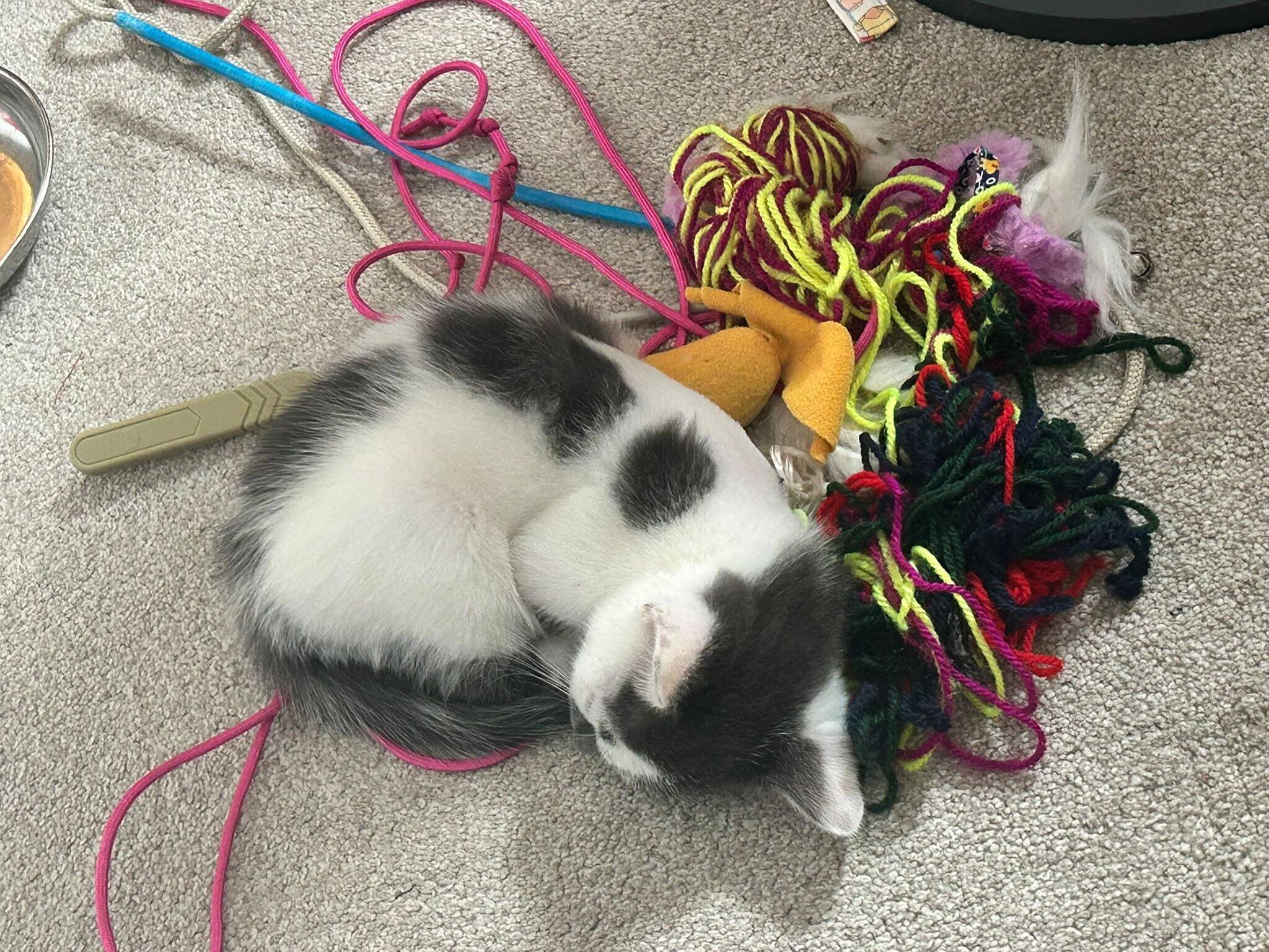 A black and white kitten sleeps curled up on a carpet, surrounded by colourful yarn, toys, and pink and blue leads. Shadows and sunlight fall across the cosy scene.