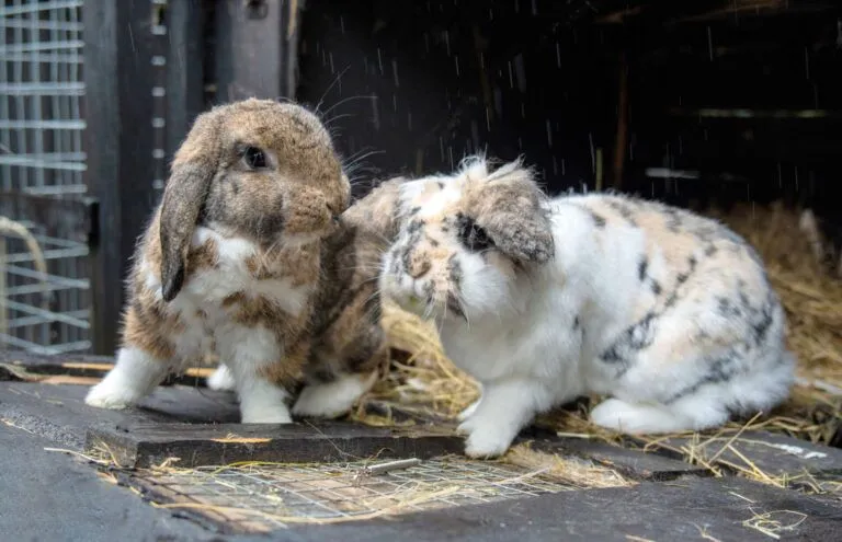 Two lop-eared rabbits with mottled brown, white, and black fur sit on a wooden surface with hay, nuzzling each other inside a dim, rustic enclosure.