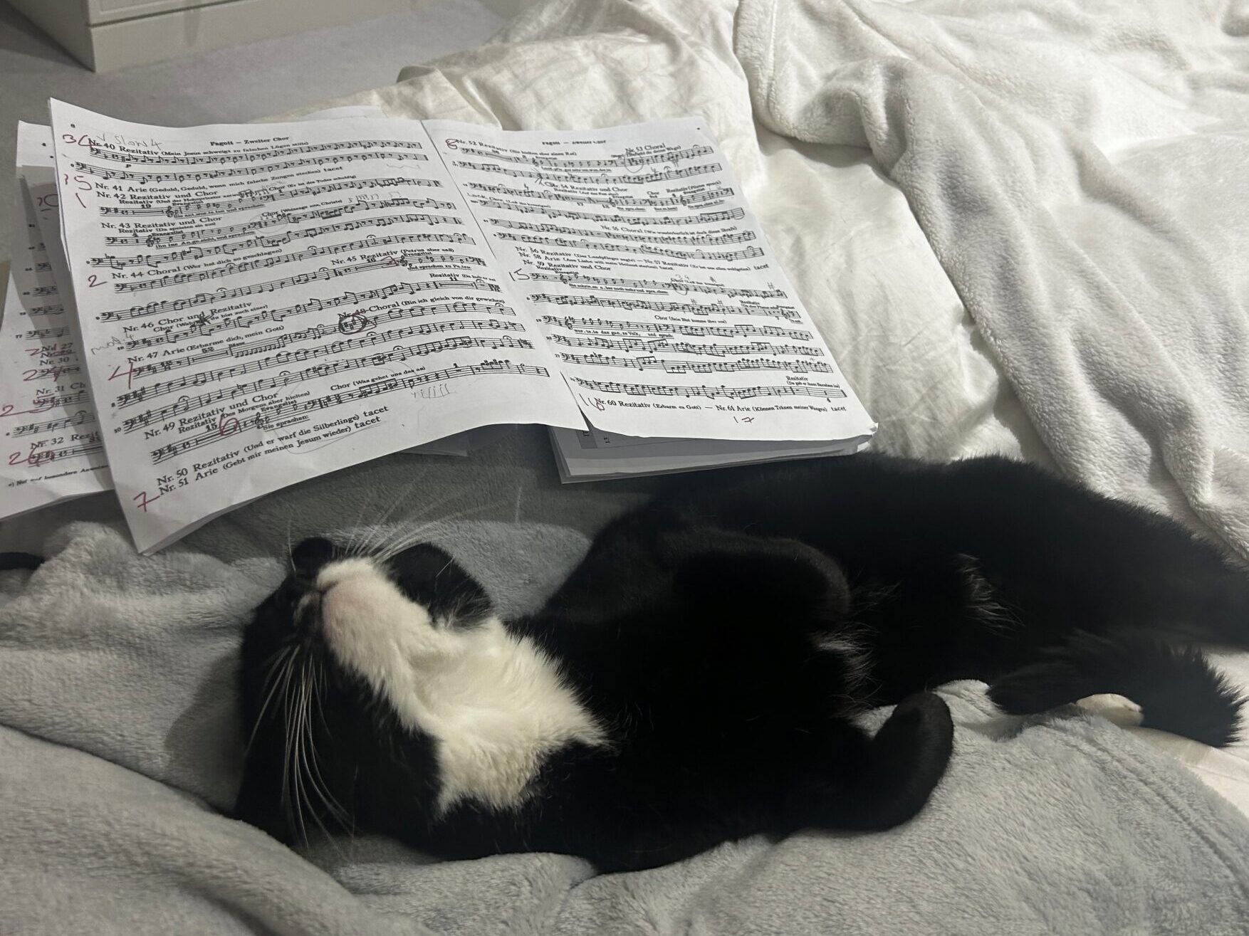 A domestic short hair cat lies on its back on a bed next to sheets of handwritten music, looking relaxed and comfortable among soft blankets.