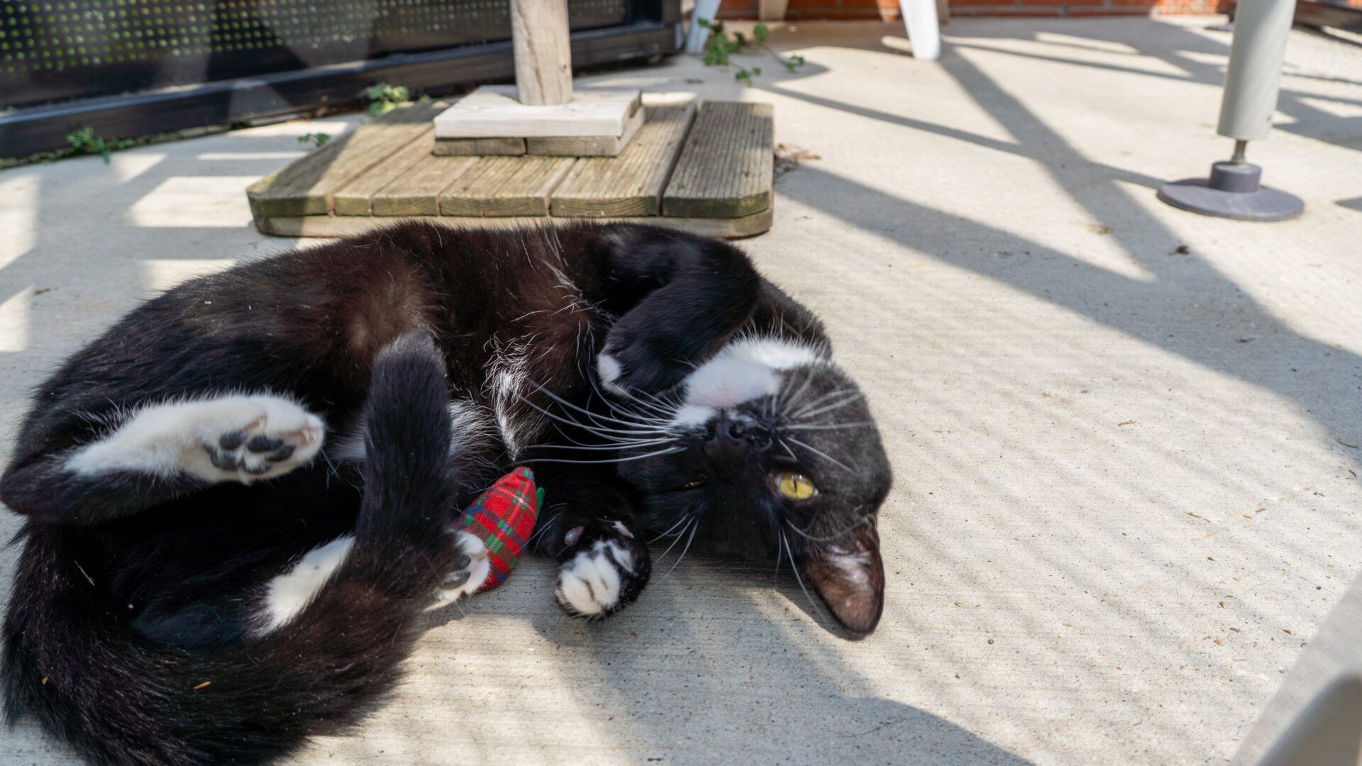 A black and white cat lies on its back on a sunlit patio, next to a red and green toy, with paw pads and belly visible. Shadows from nearby railings create striped patterns on the ground.