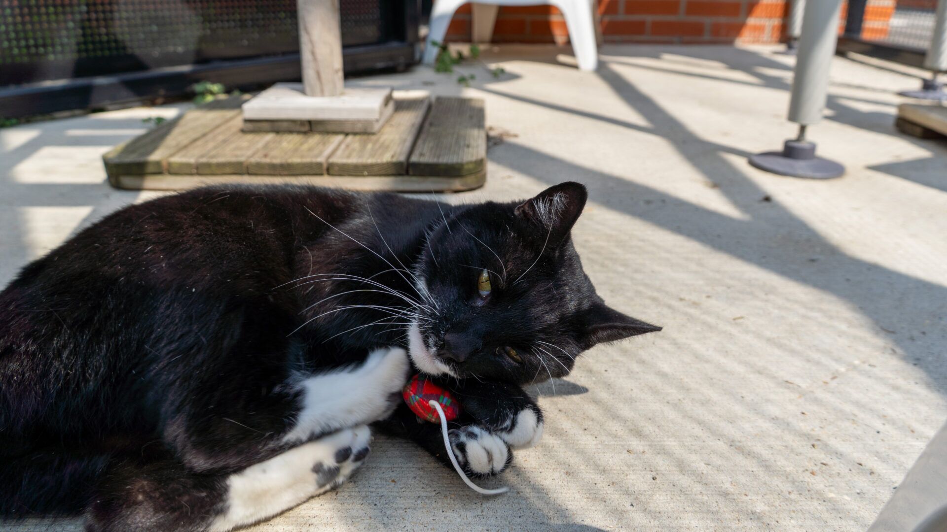 A black and white cat is lying on a sunlit concrete surface, cuddling and playing with a small red toy. Shadows from railings and furniture are visible around the cat.