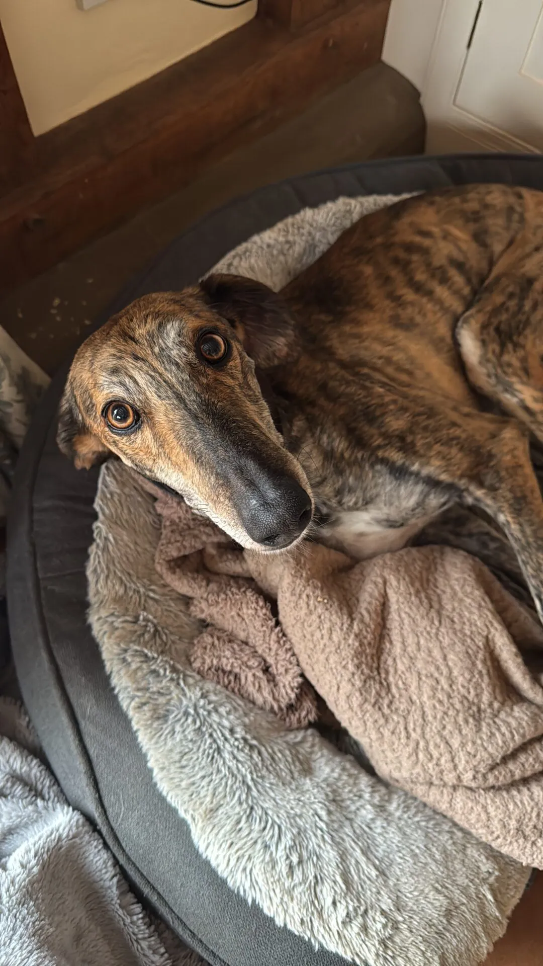 A brindle greyhound lies on a soft, round dog bed with beige and gray blankets, looking up with wide, expressive eyes.