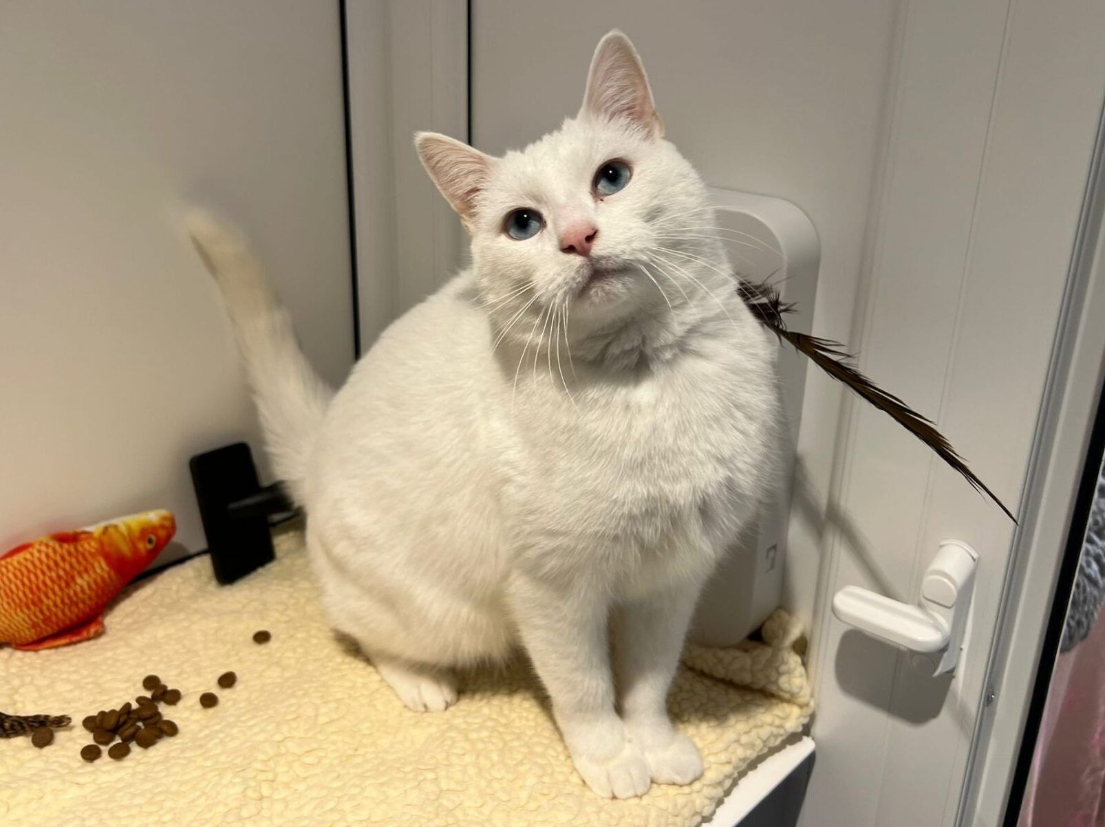 A white cat with blue eyes sits on a soft, cream-colored blanket next to a toy fish, some scattered cat food, and a feather, tilting its head and looking up inside a white-walled space.