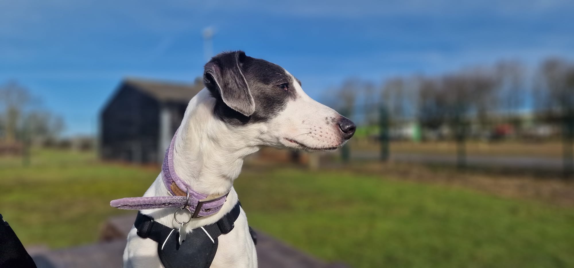 A white and black Lurcher wearing a harness and a purple collar looks to the side whilst sitting outdoors, with a grassy field, a wooden shed, and trees in the blurred background under a blue sky.