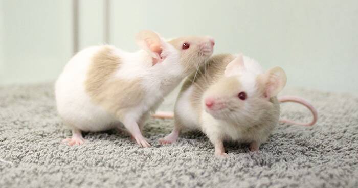 Two mice playing