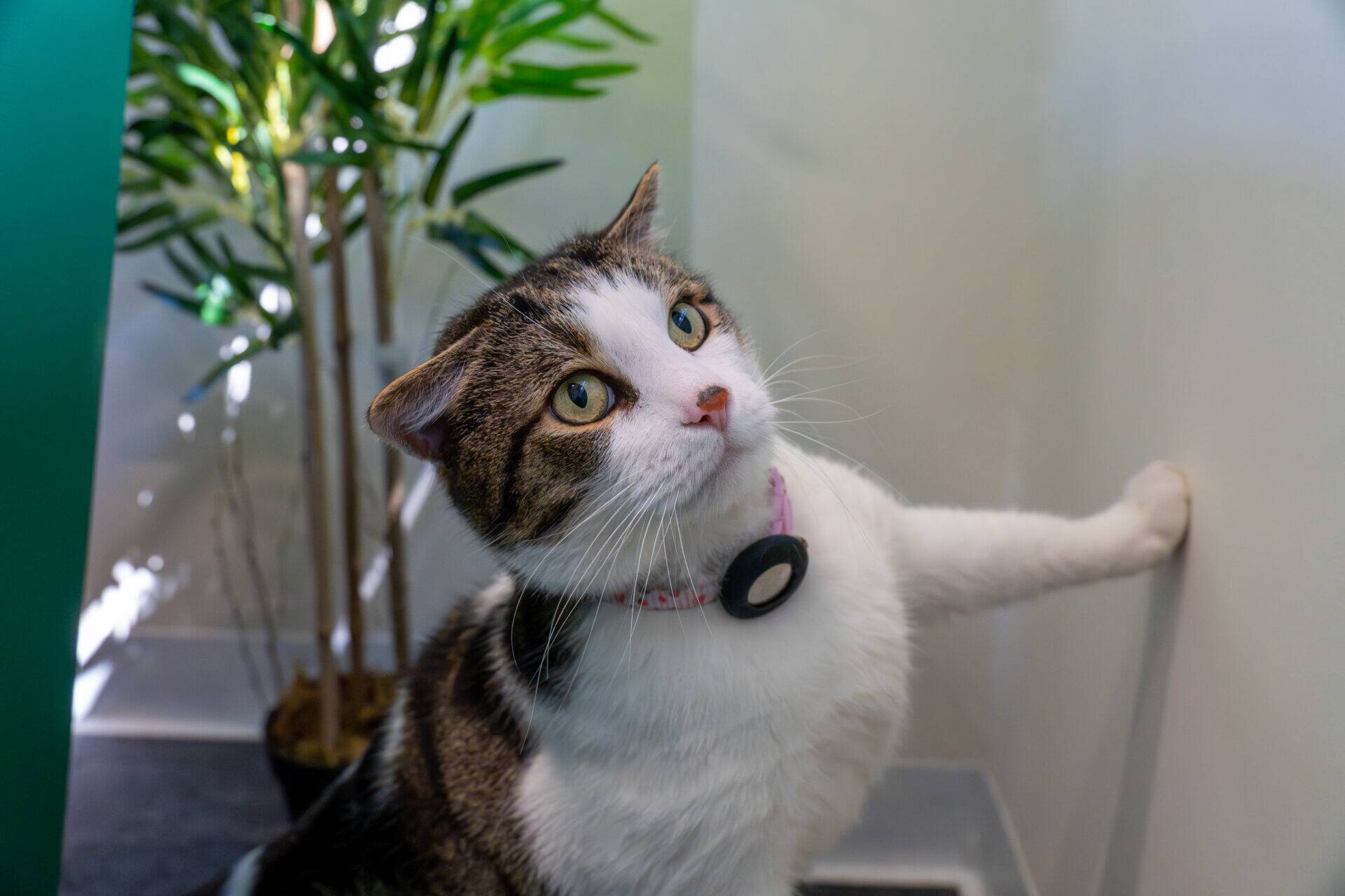 A blaze domestic short-haired cat with a black collar touches a white wall with one paw, looking up. A green potted plant sits in the background, bathed in soft natural light.