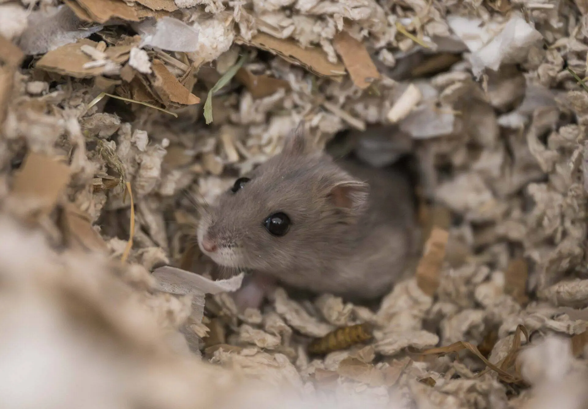A curious grey hamster peeks out from a cosy burrow made of shredded paper bedding, surrounded by bits of cardboard and nesting material.
