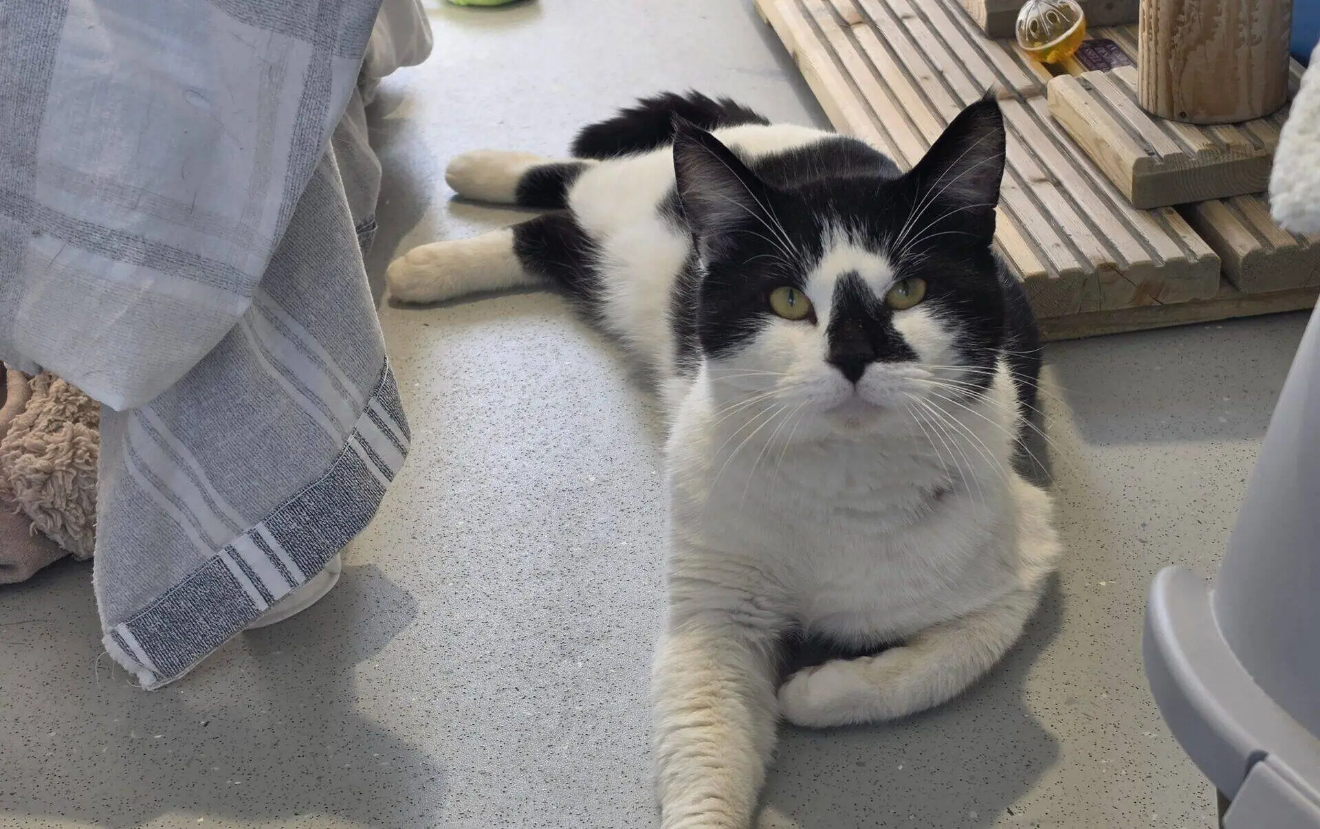 A black and white cat lies relaxed on a light grey floor near a towel, a tennis ball, and a wooden cat tree. The cat is looking directly at the camera with one paw stretched forward.
