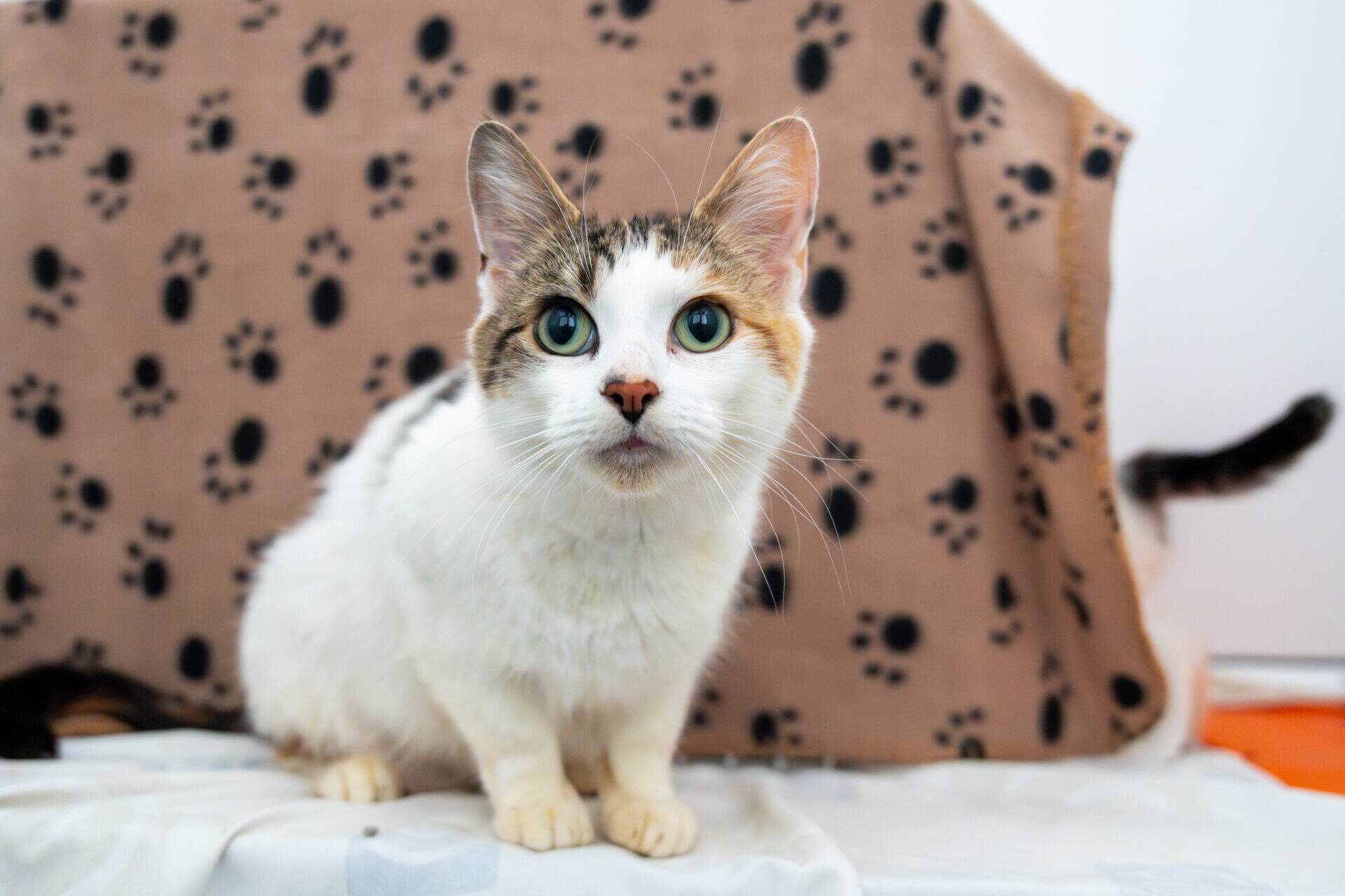 A white and brown tabby cat with green eyes sits on a light-coloured surface, staring at the camera. Behind the cat is a beige blanket with black paw prints. The cat’s tail is visible, curving to the right.