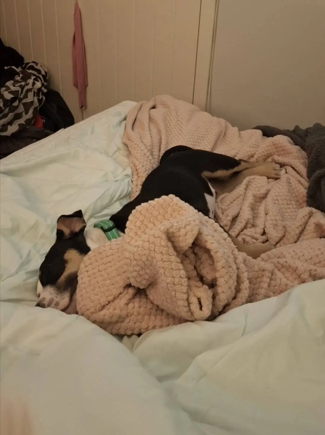 A black, brown, and white Staffordshire bull terrier is sleeping on a messy, cream-coloured blanket on a bed. The room has neutral walls with clothes in the background