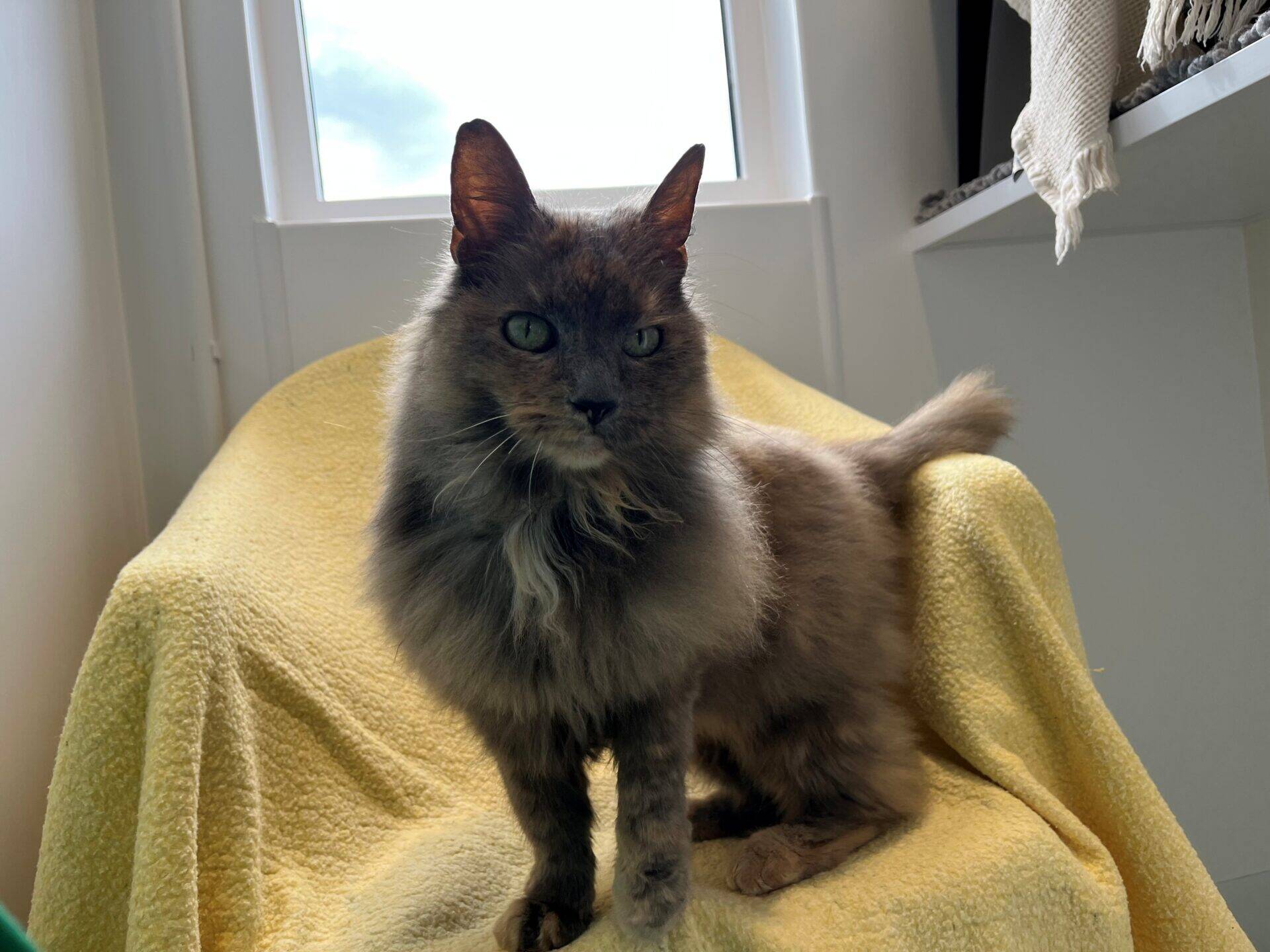 A fluffy grey cat with green eyes sits on a yellow blanket draped over a chair, with natural light coming from a window behind it.