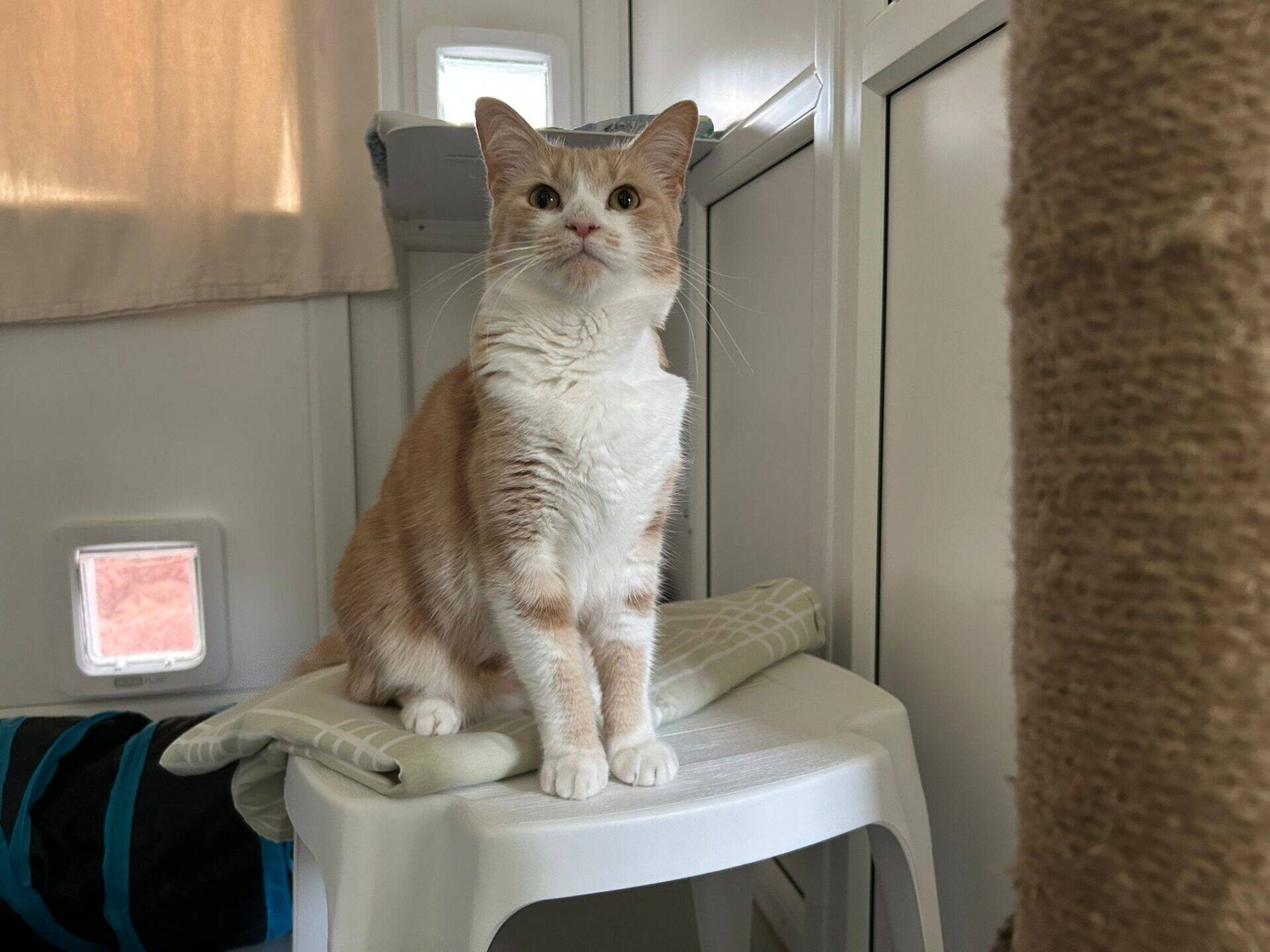 A light orange and white cat sits upright on a white stool in a bright room, looking attentively forward. There is a window, some folded fabric, and a scratching post visible in the background.