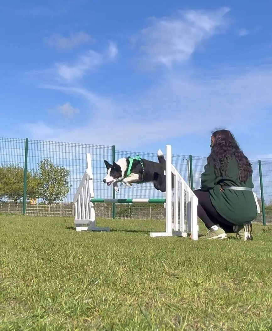 A black and white dog leaps over an agility jump in a grassy field, while a woman with long dark hair kneels nearby, watching the dog. A blue sky and metal fence are visible in the background.