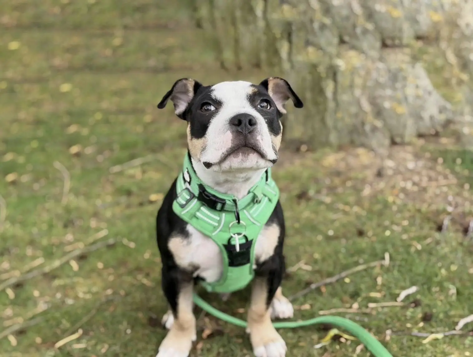 A black and white Staffordshire Bull Terrier wearing a green harness sits on grass, looking up with a curious expression.