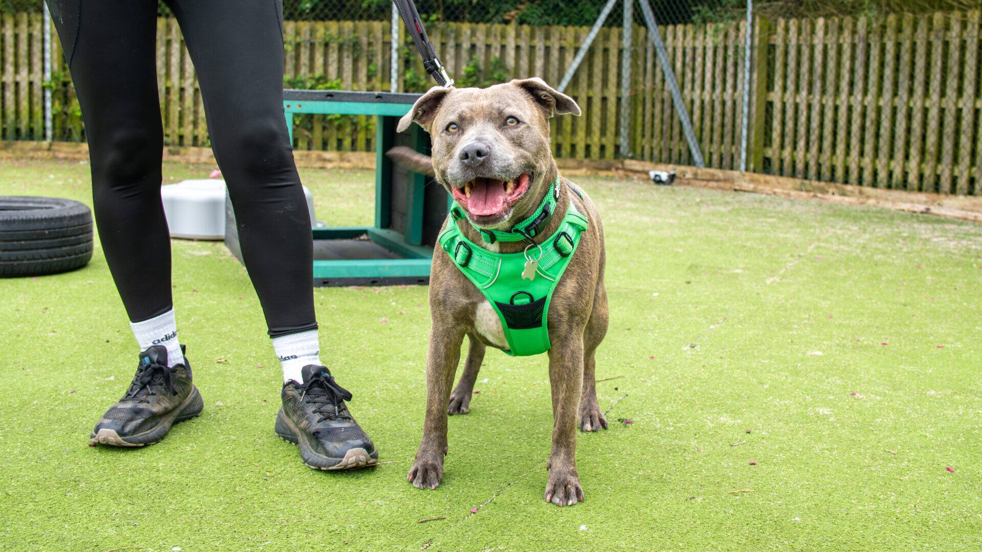 A happy brown Staffordshire Bull Terrier in a green harness stands on grass next to a person wearing black leggings and trainers. The dog is on a lead and looks excited, with its mouth open. A wooden fence and some equipment are in the background.