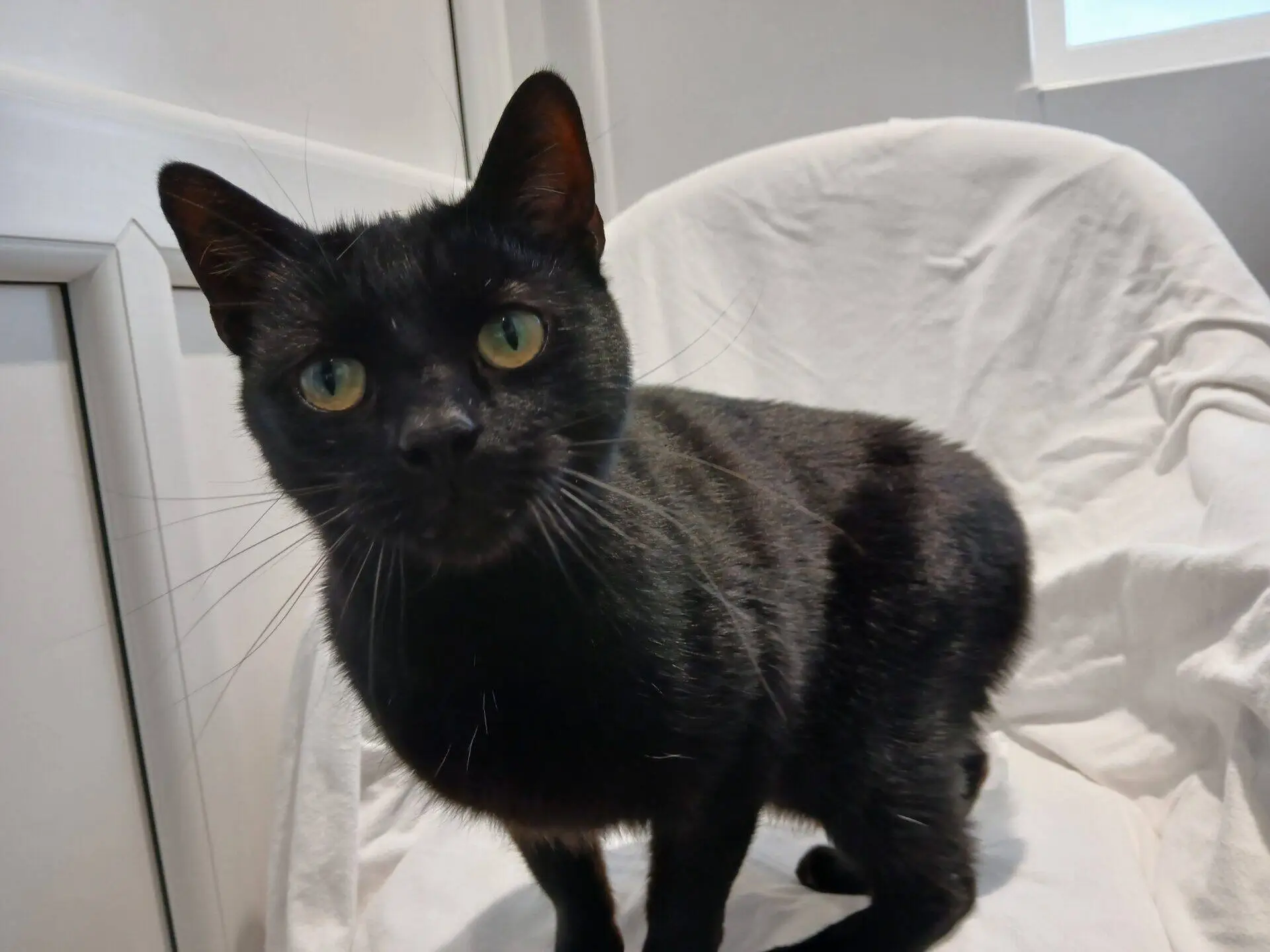 A black cat with green eyes sits on a white chair covered with a white cloth, looking directly at the camera. The background shows part of a white door and a window.