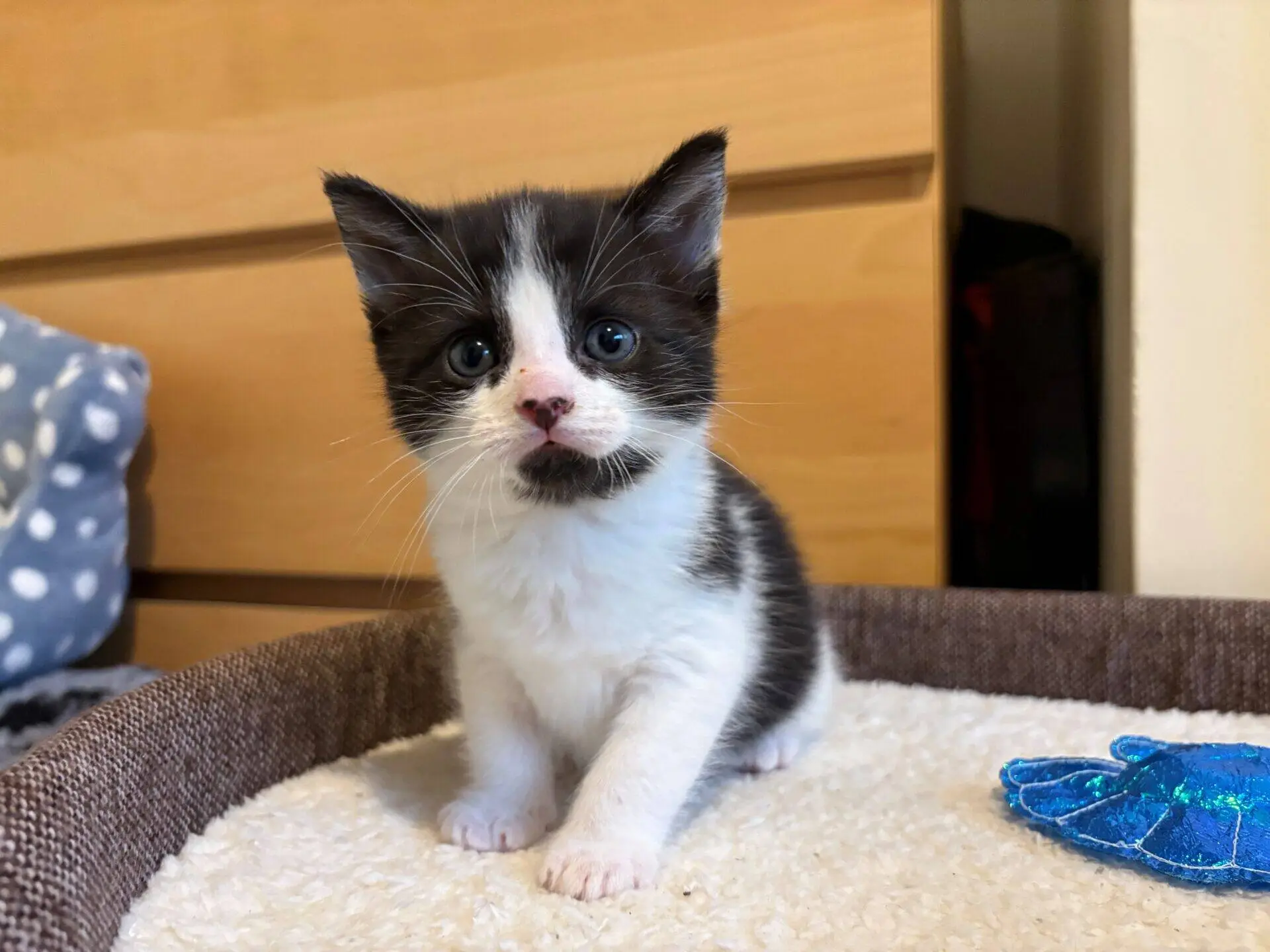 A black and white kitten with blue eyes sits on a soft, cream-coloured bed. A blue toy is nearby, and there is a wooden chest of drawers and a spotty blanket in the background.