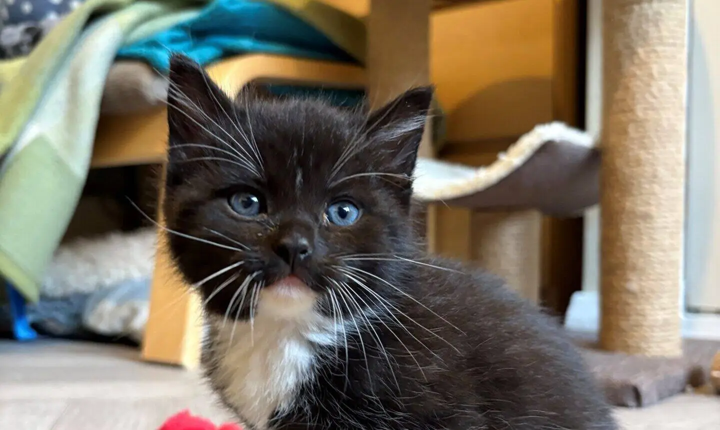 A small black and white kitten with blue eyes sits on a wooden floor, with a red toy mouse nearby and a cat tree and blankets in the background.
