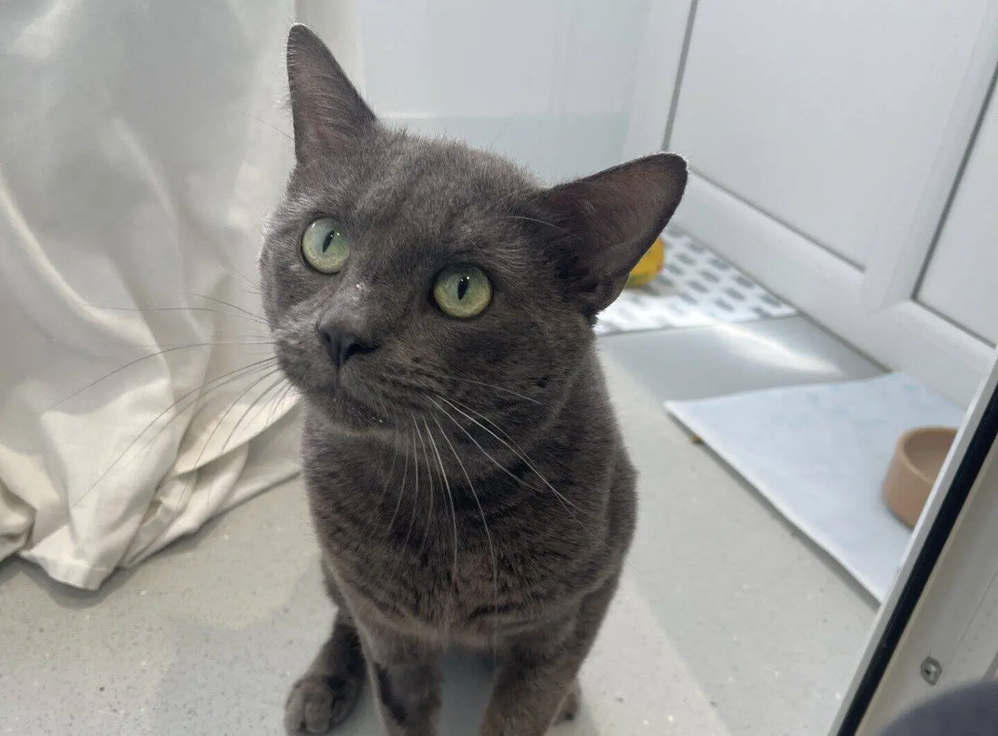 A grey cat with green eyes sits on a light-coloured floor, looking up attentively. The background includes white cupboards, a white curtain, and a cat food bowl.