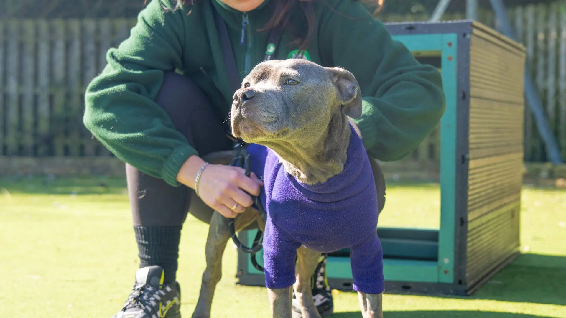 A person in a green jacket kneels next to Zeus, a grey Staffordshire Bull Terrier wearing a purple jumper, outdoors on a sunny day. The dog looks forward as the person holds its harness.