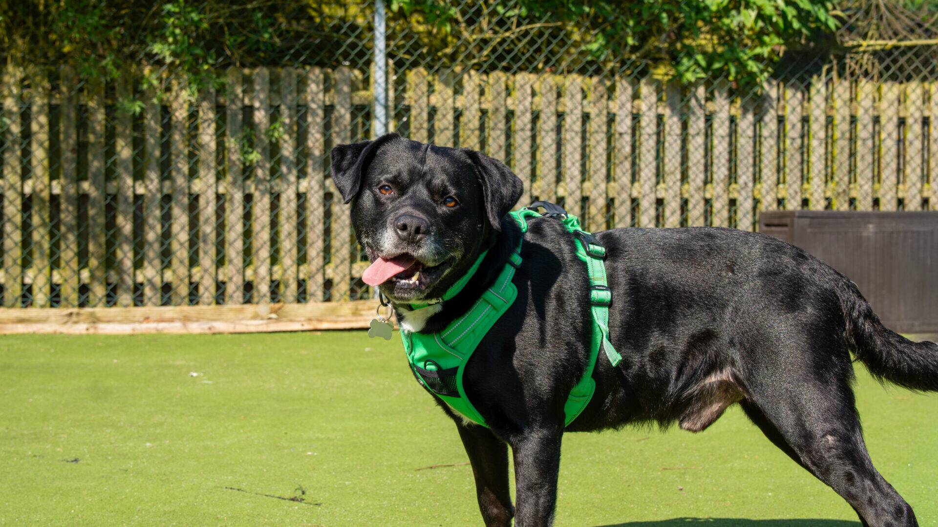 A black dog wearing a bright green harness stands on grass with its mouth open and tongue out, looking at the camera. A wooden fence and greenery are visible in the background.