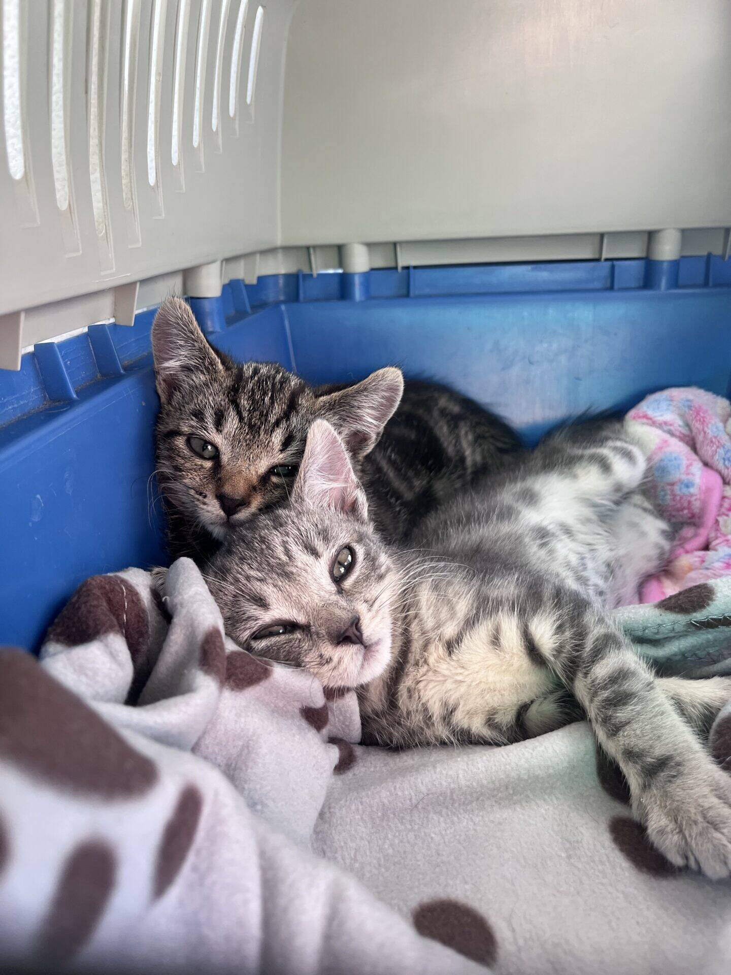 Two grey tabby kittens cuddle together on soft, patterned blankets inside a blue and white pet carrier. Both are lying down, looking relaxed and cosy.