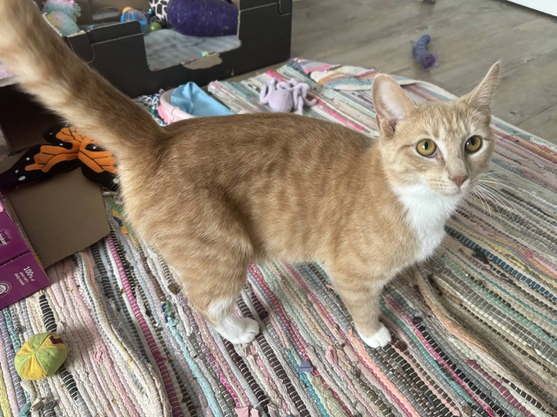 An orange and white cat stands on a striped rug, surrounded by colourful toys and a cardboard box in the background. The cat looks up attentively with its tail raised.