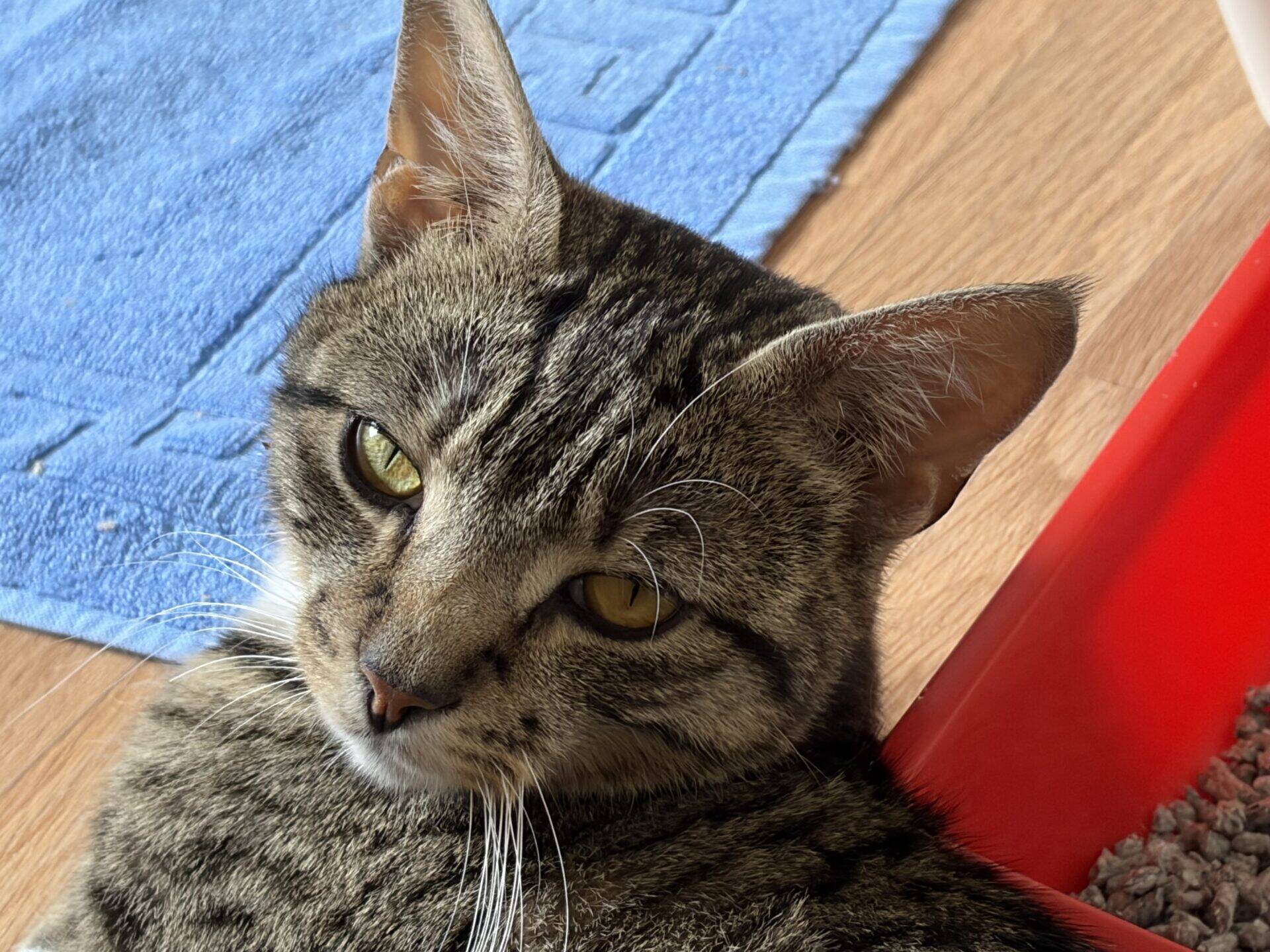 A tabby cat with yellow-green eyes looks up while lying next to a red litter tray on a wooden floor, with part of a blue textured mat visible in the background.