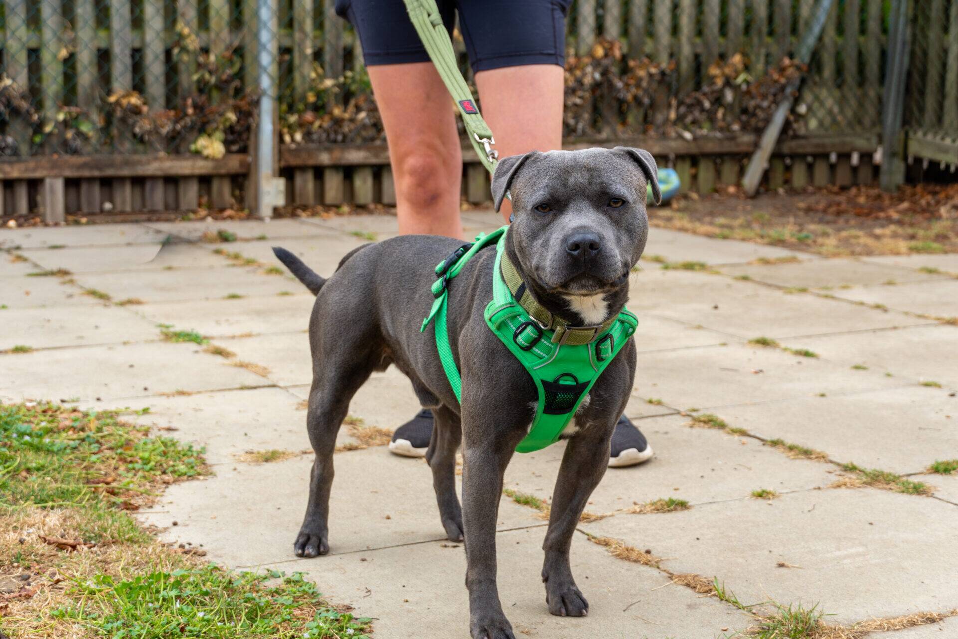 A grey dog wearing a green harness stands on a patio, leashed and held by a person in shorts and trainers. There is a fence and some dry plants in the background.