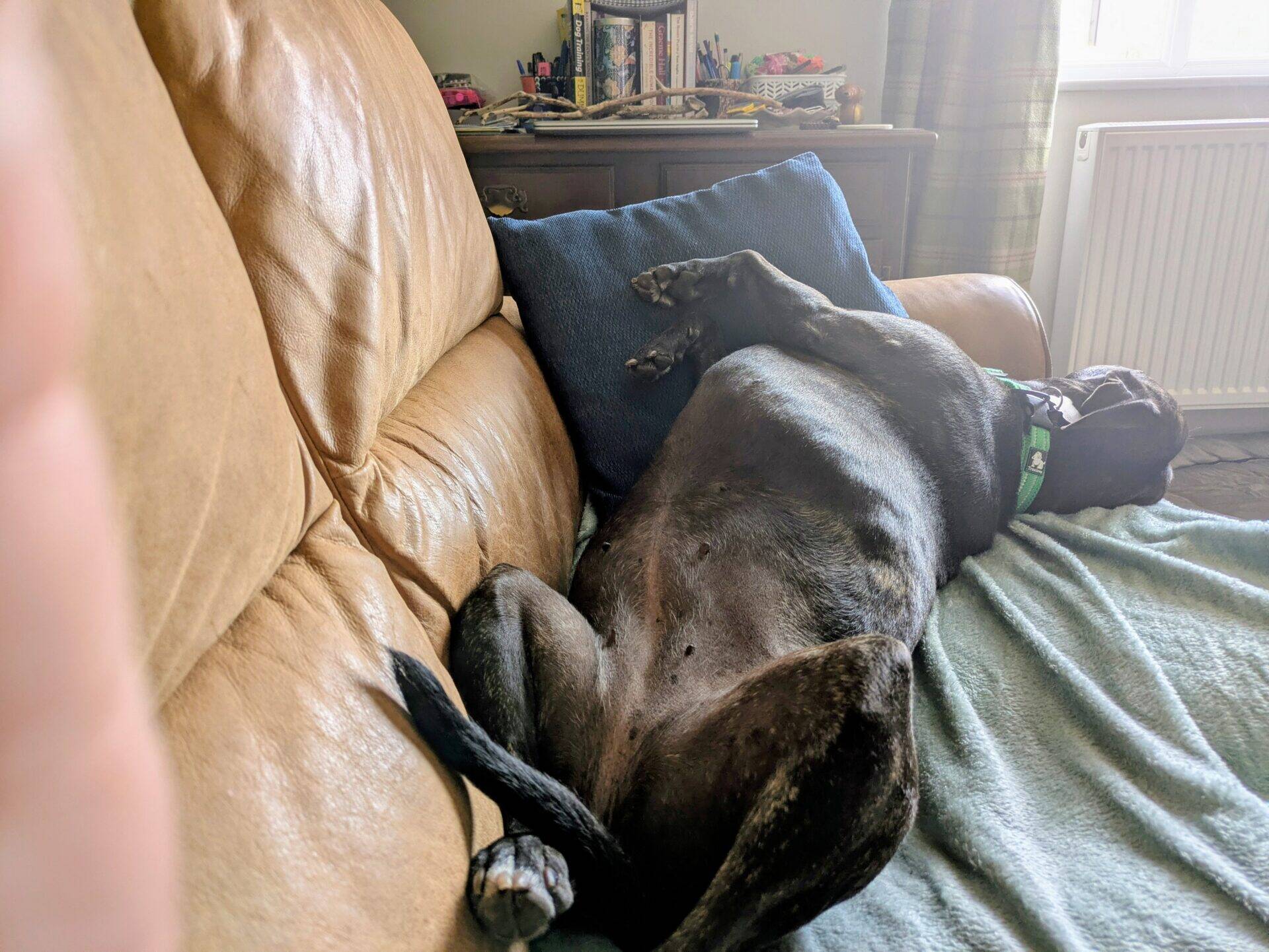 A large black Sunny Staffy dog lies on its back on a tan leather sofa, paws in the air, resting against blue cushions. Sunlight enters through a window in the background, and a wooden cupboard with various items is visible.