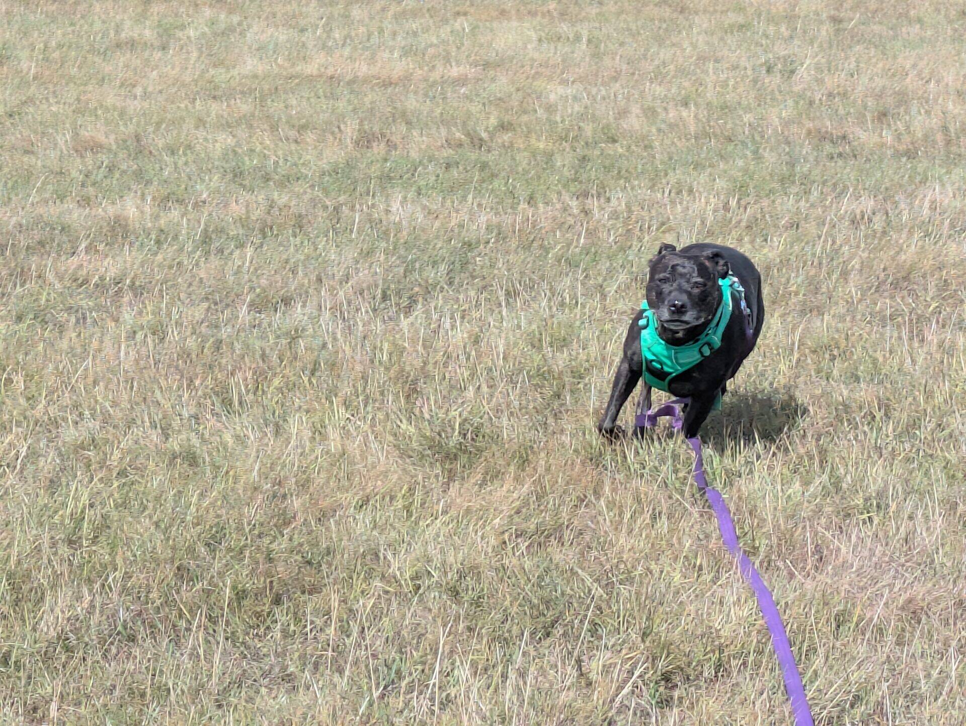 A black Sunny Staffy dog wearing a green harness runs across a grassy field, attached to a long purple lead trailing behind.