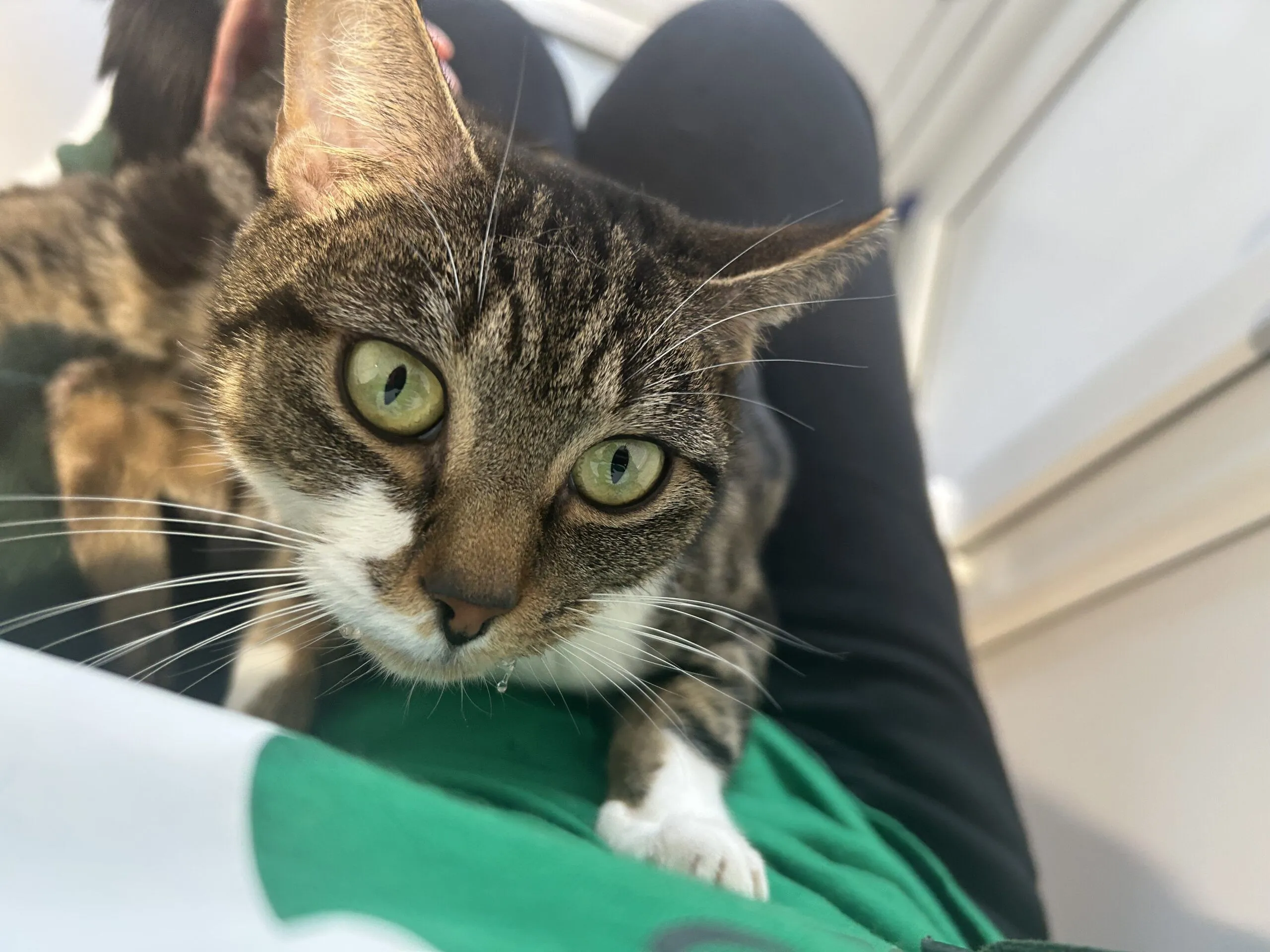 A close-up of a tabby cat with green eyes sitting on a person’s lap, looking up at the camera. The person is wearing a green and white shirt and black trousers.